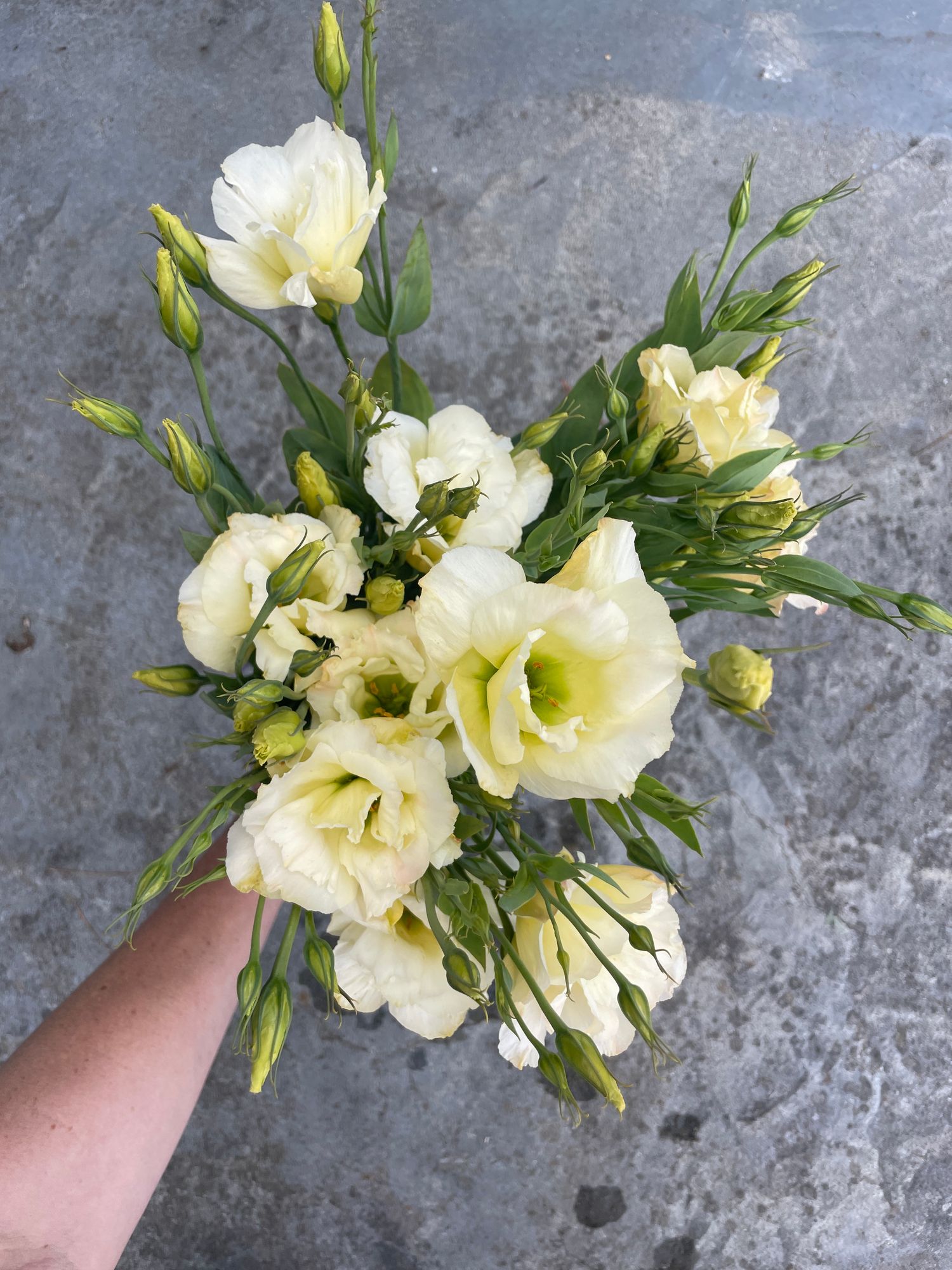 EUSTOMA grandiflorum Super Magic Champagne