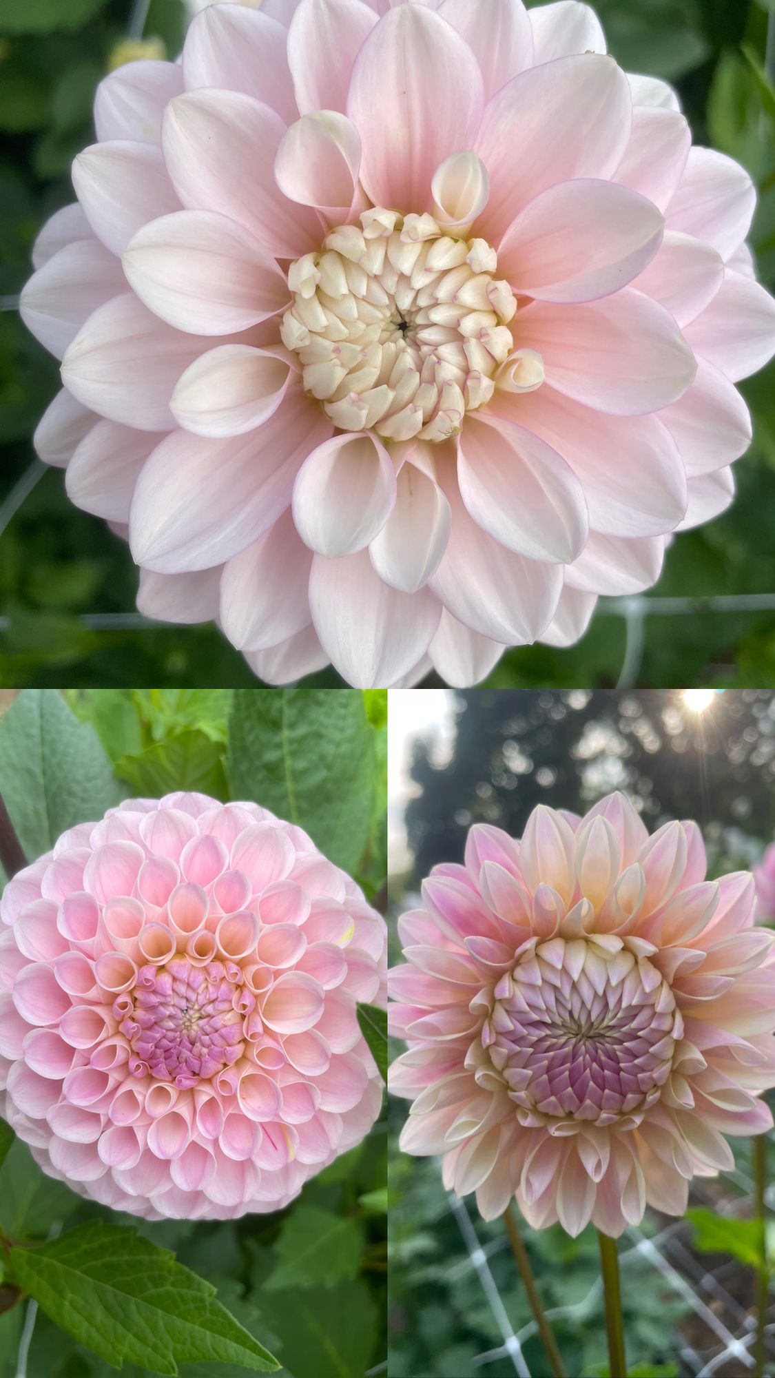 DAHLIA