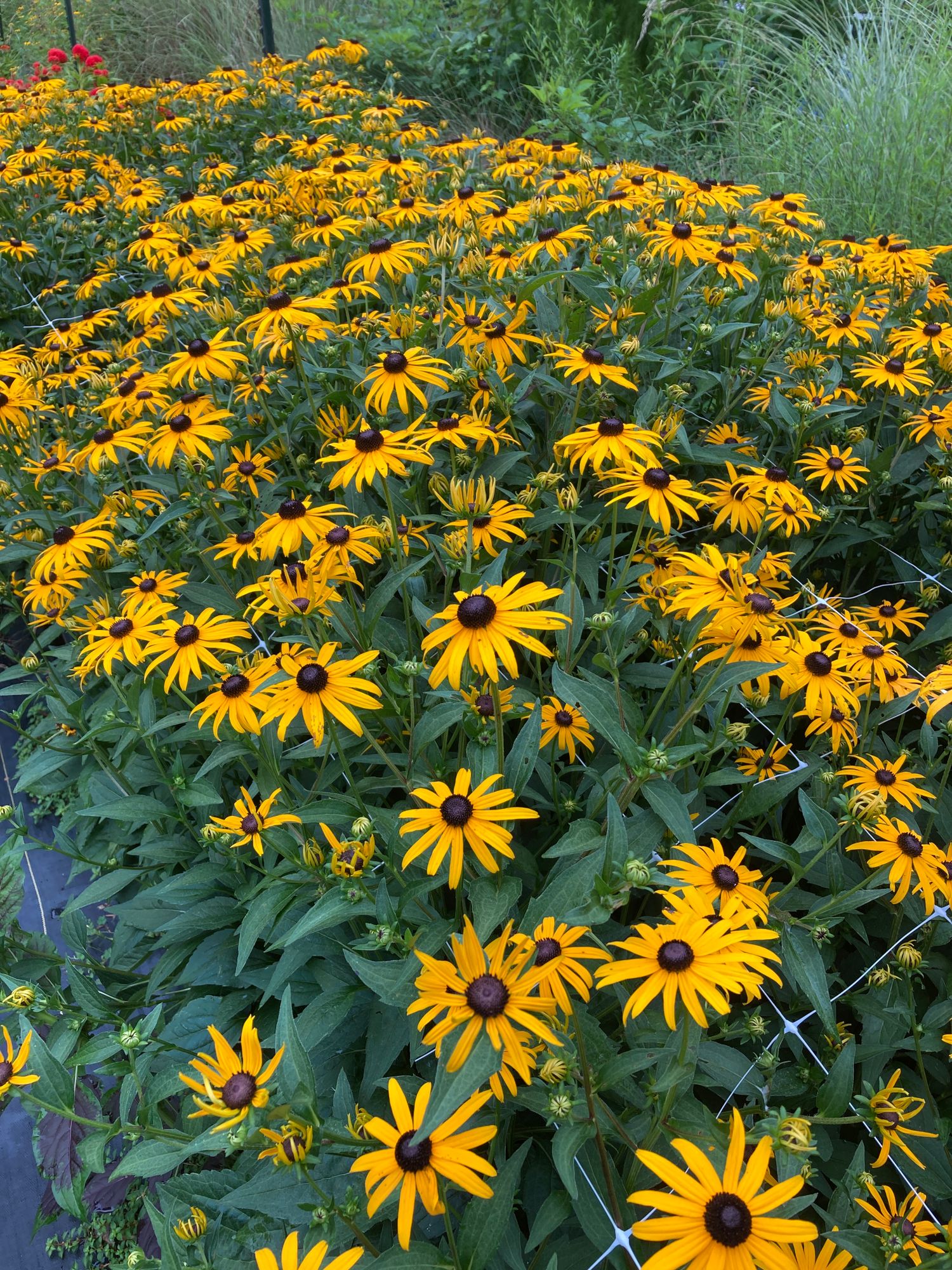 RUDBECKIA hirta