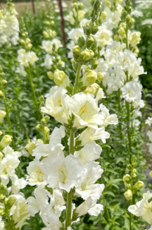 ANTIRRHINUM majus Chantilly