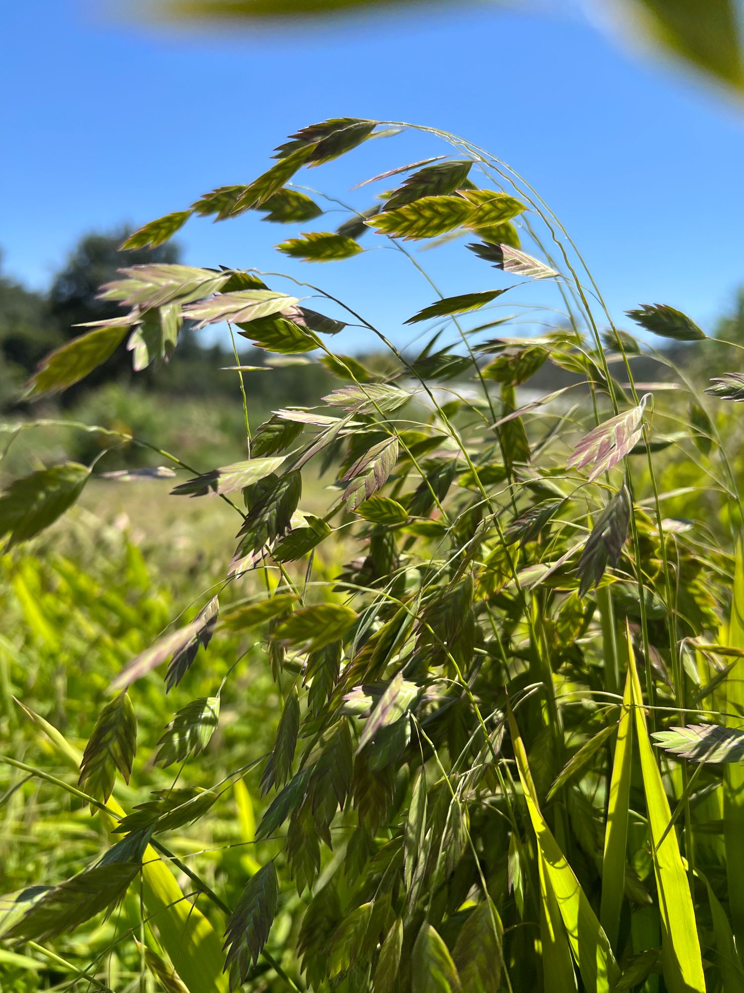 CHASMANTHIUM latifolium