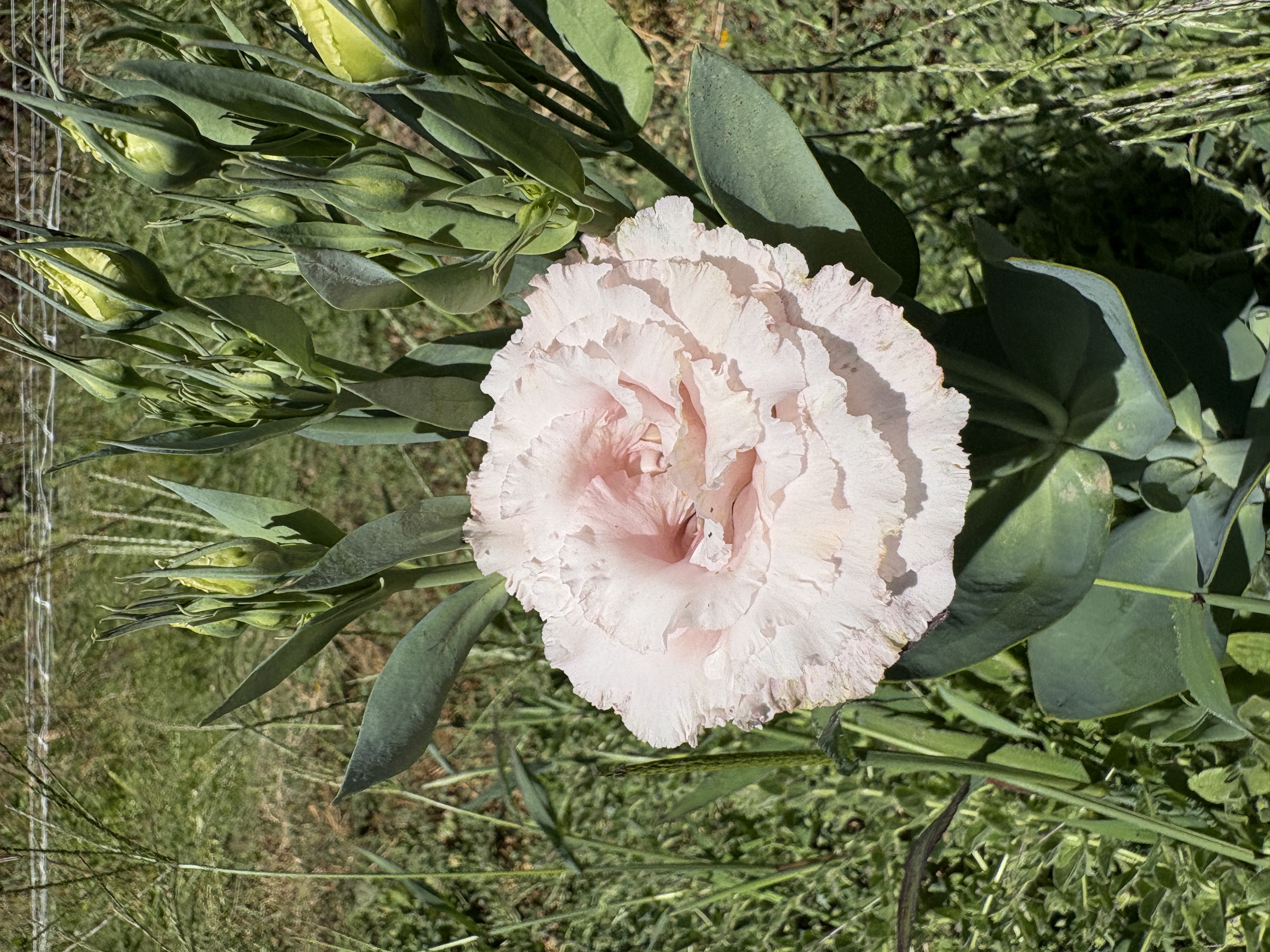 EUSTOMA grandiflorum Celeb Misty Pink