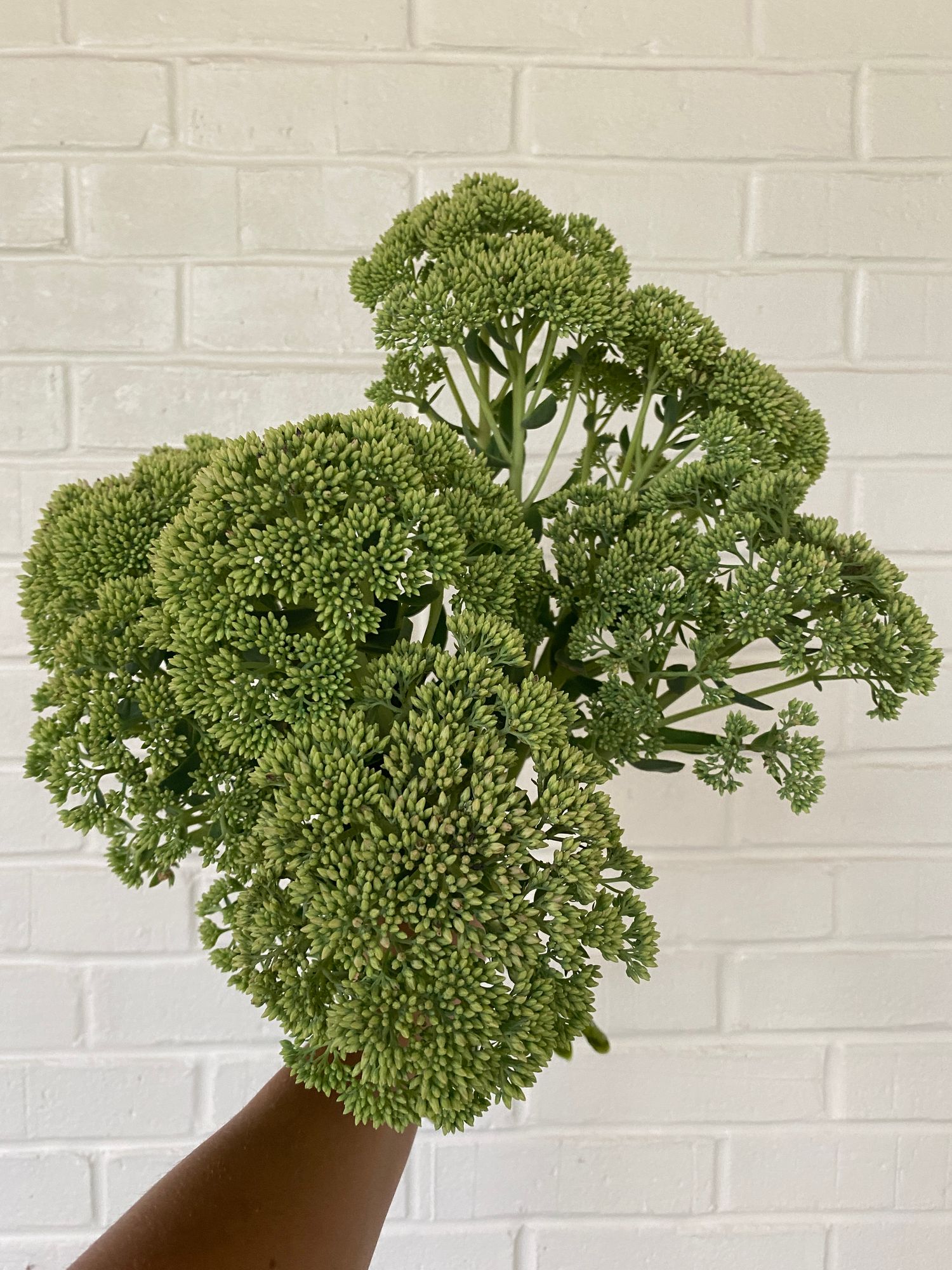 HYLOTELEPHIUM spectabile Autumn Joy