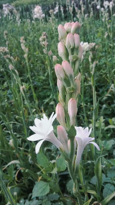 POLIANTHES tuberosa Pink Sapphire
