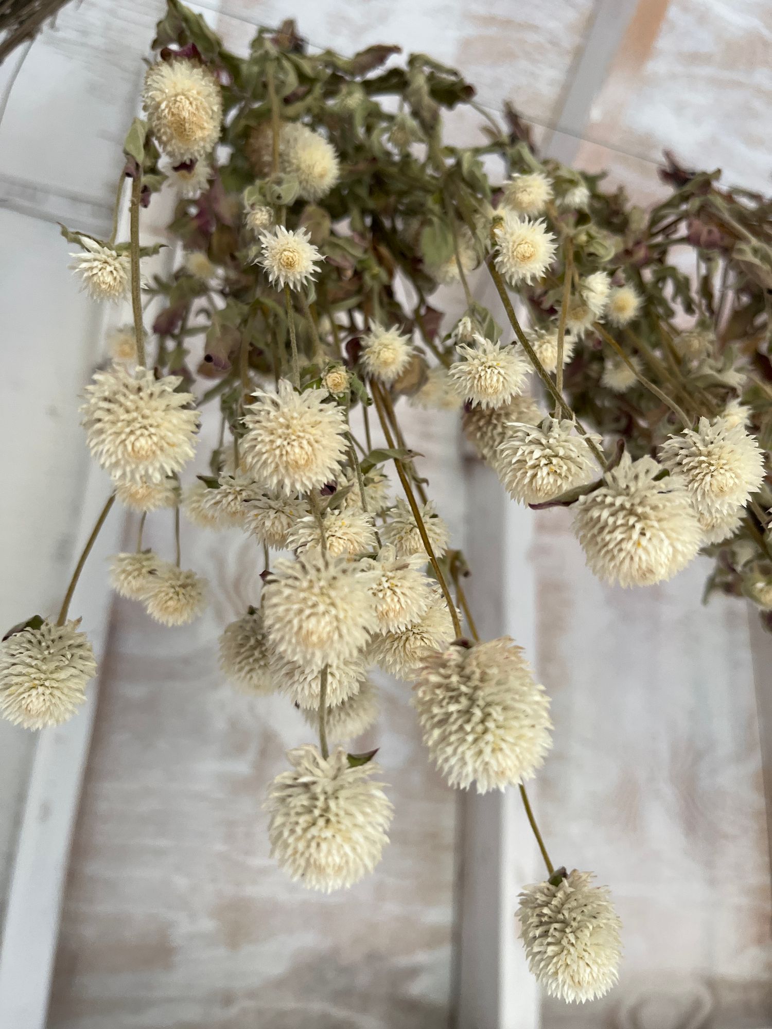 GOMPHRENA globosa Audray