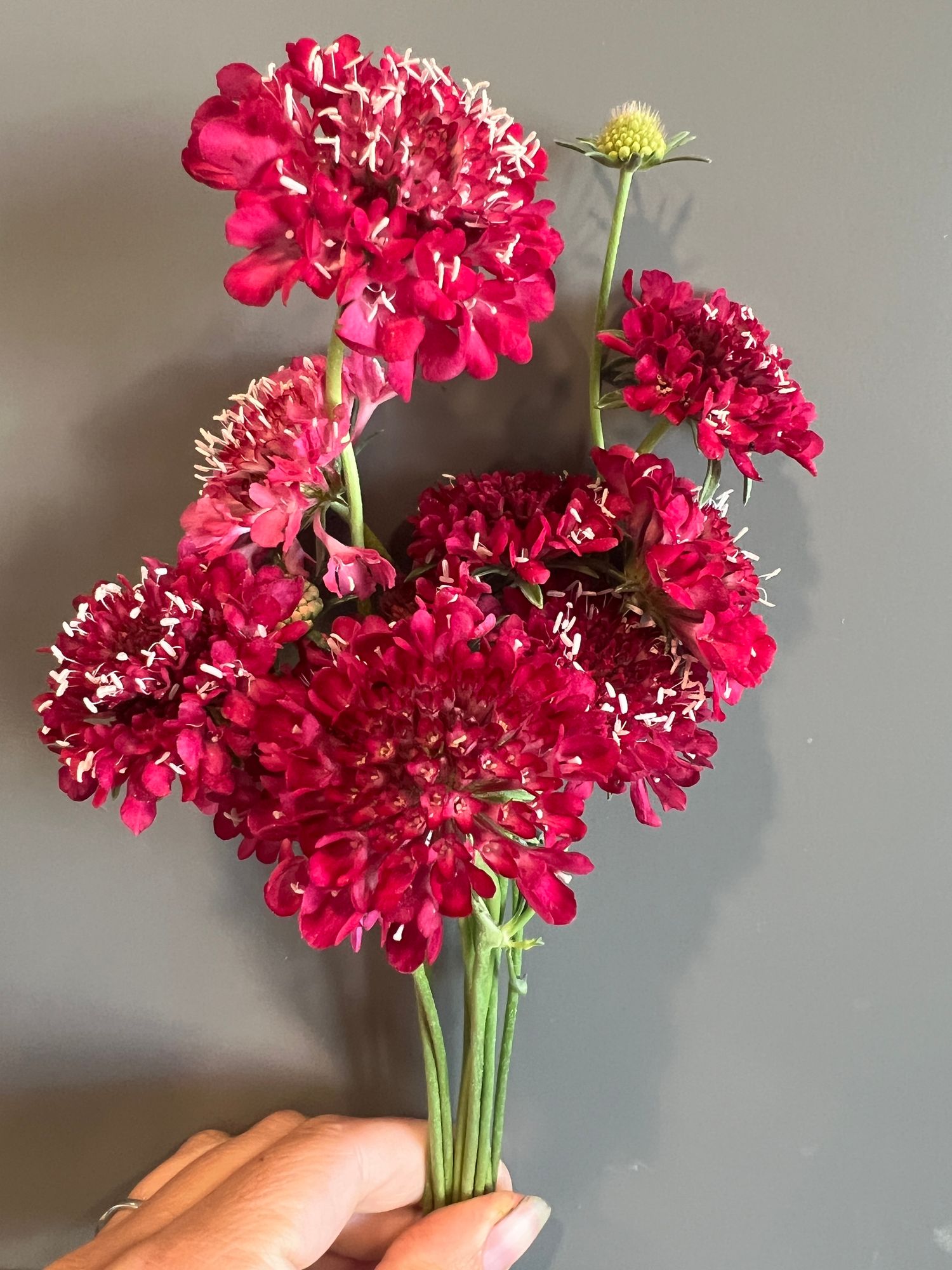 SCABIOSA atropurpurea Fire King