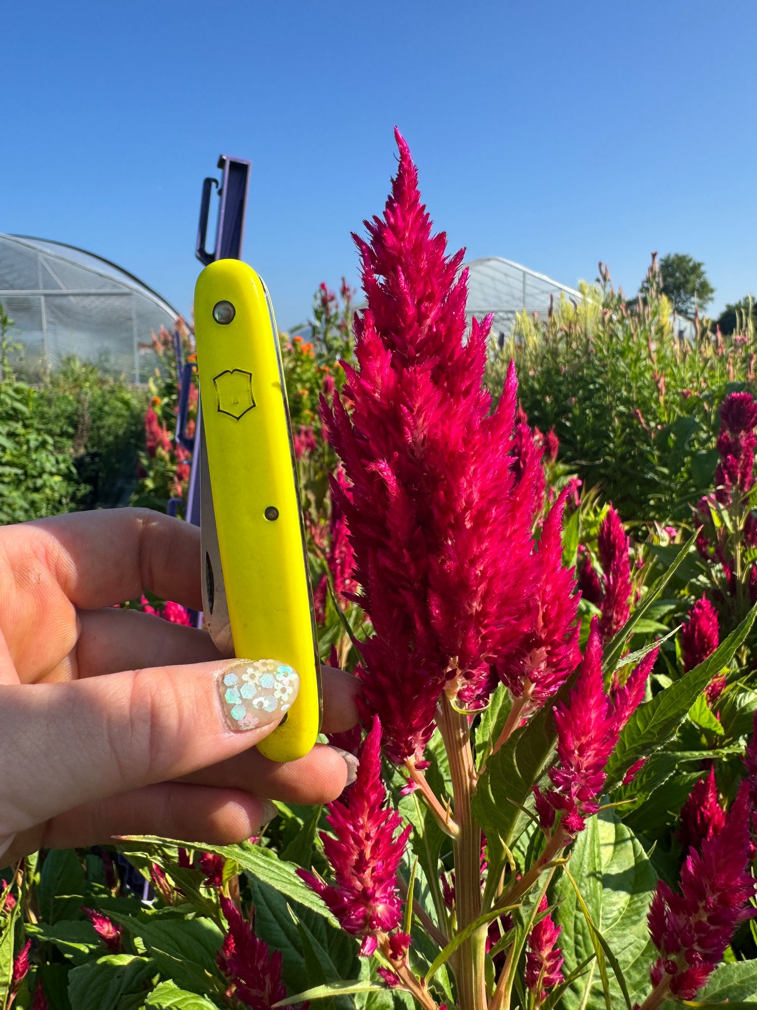 CELOSIA argentea var. plumosa Sunday Cherry