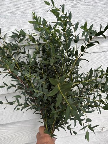 EUCALYPTUS