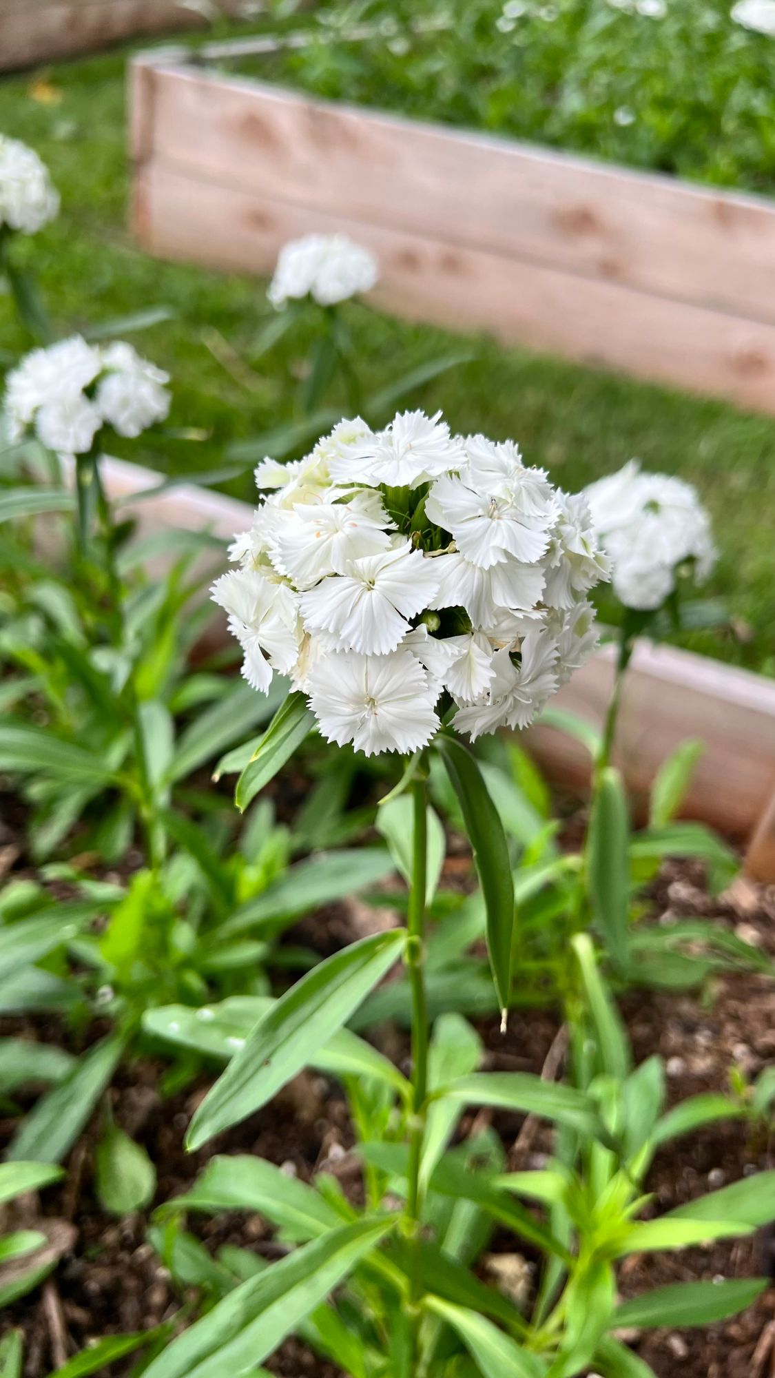 DIANTHUS barbatus Sweet White