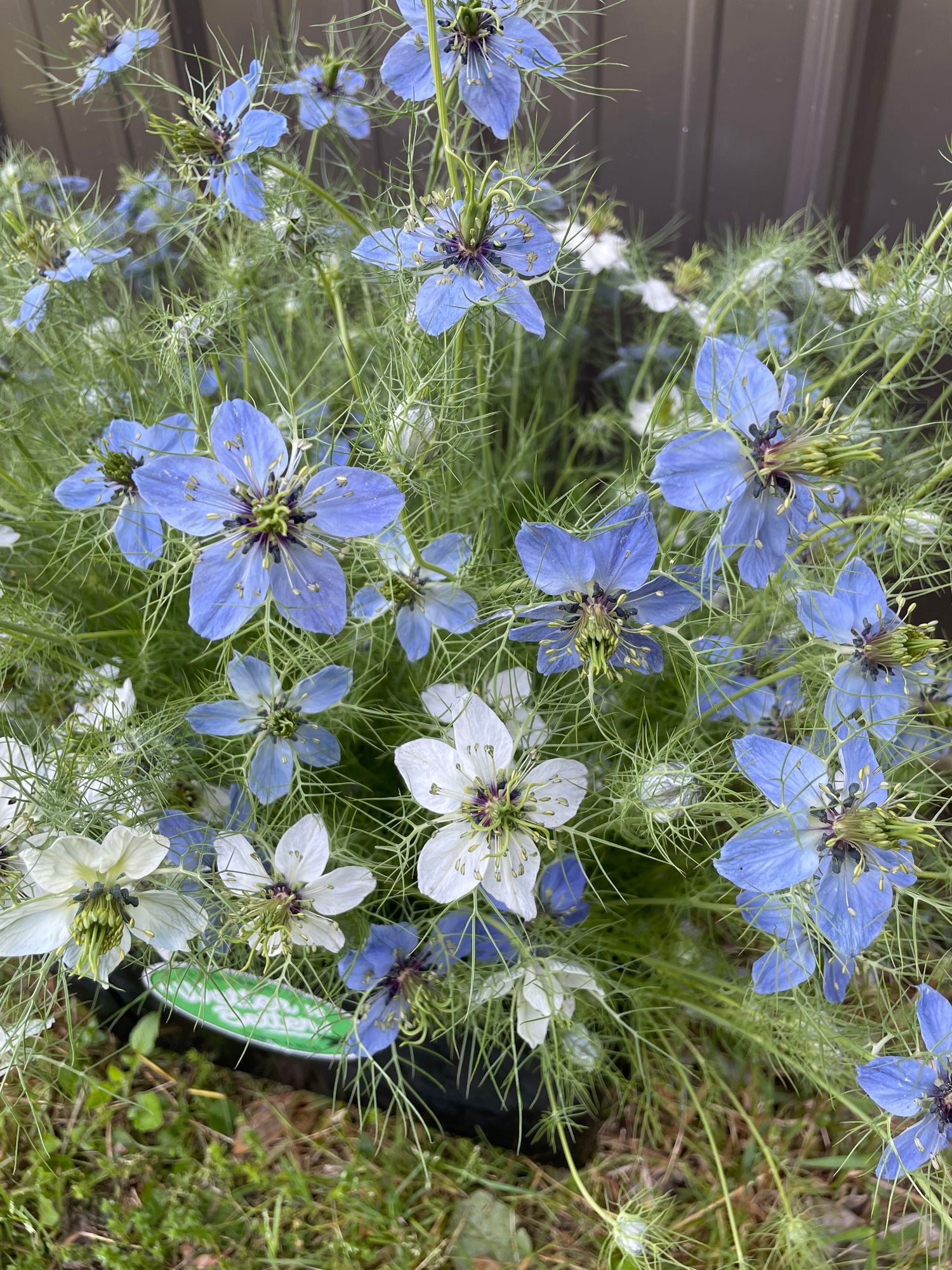 NIGELLA papillosa Delft Blue