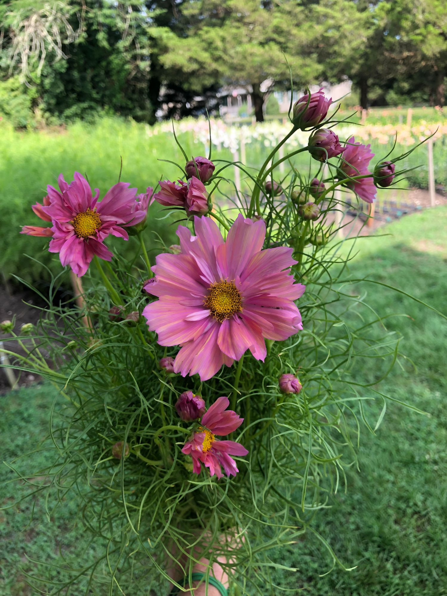 COSMOS bipinnatus Apricotta