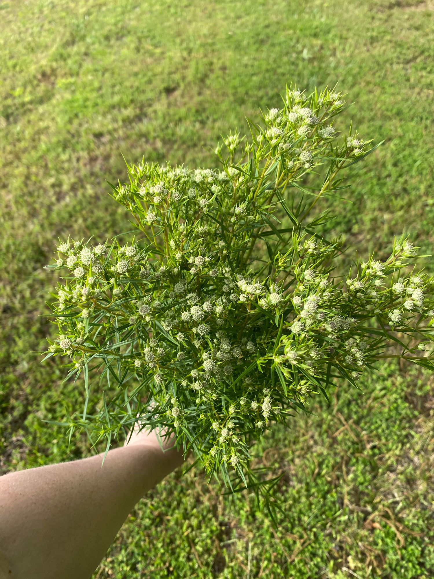 PYCNANTHEMUM tenuifolium
