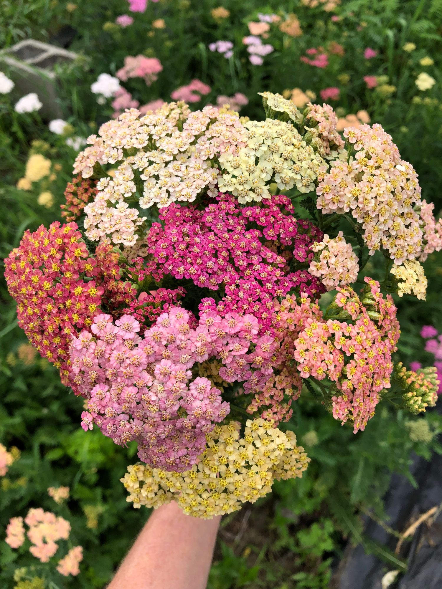 ACHILLEA millefolium
