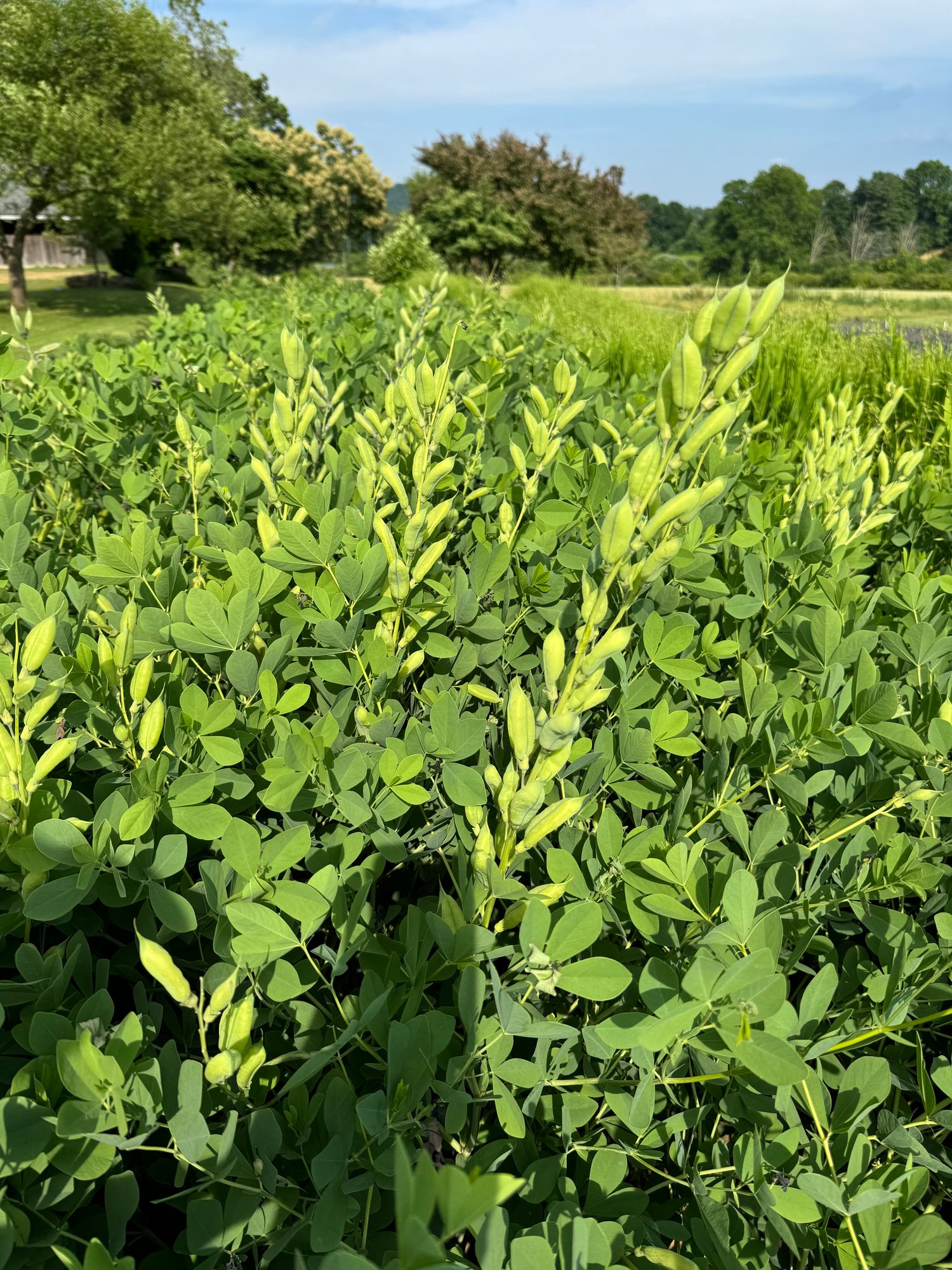 BAPTISIA australis