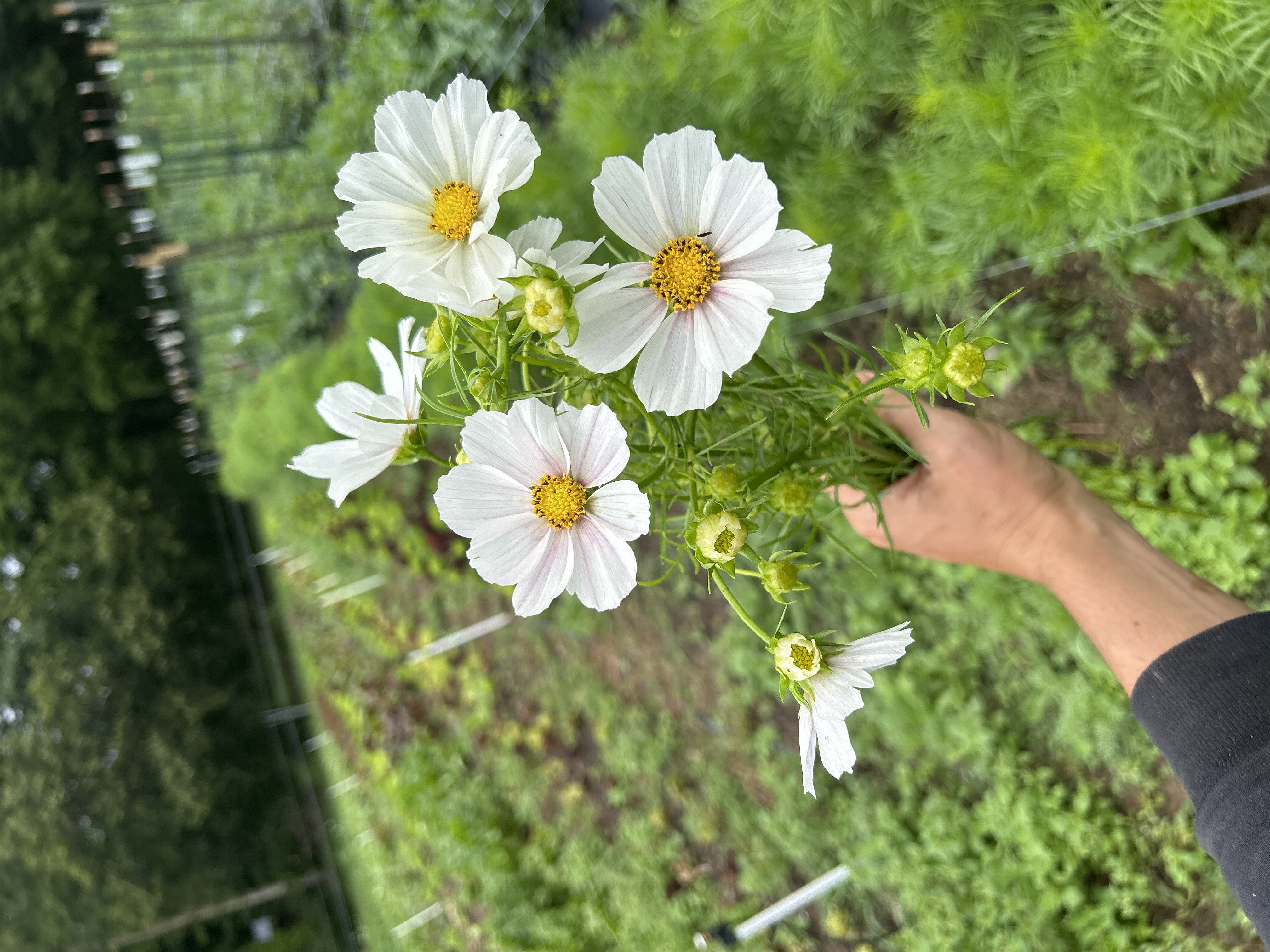COSMOS bipinnatus Versailles Flush