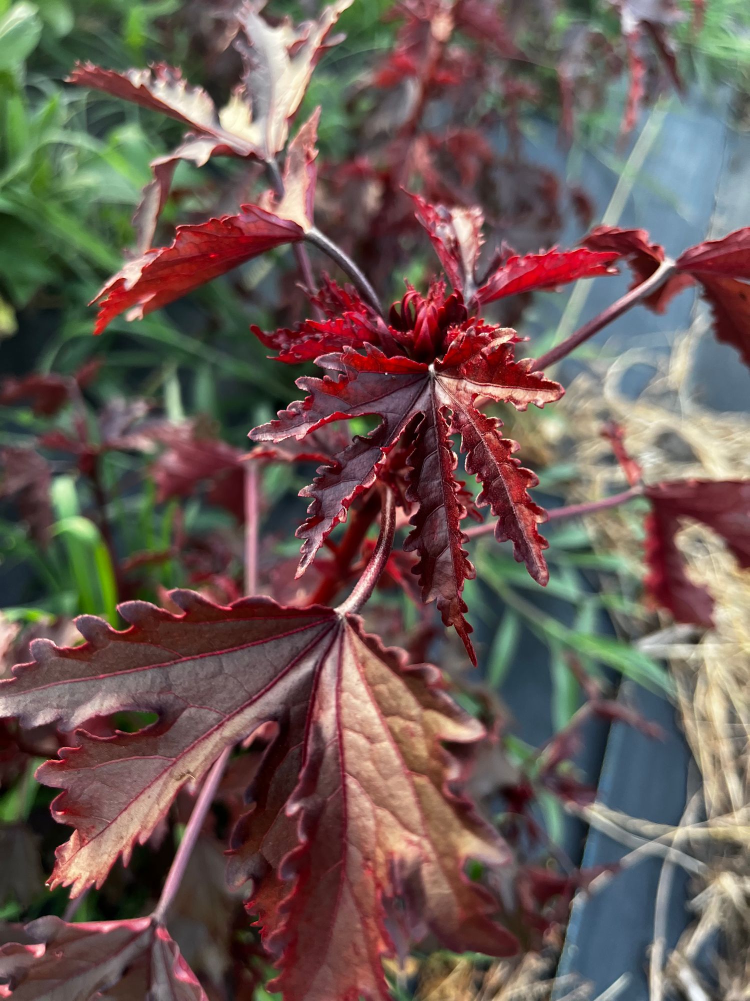 HIBISCUS acetosella