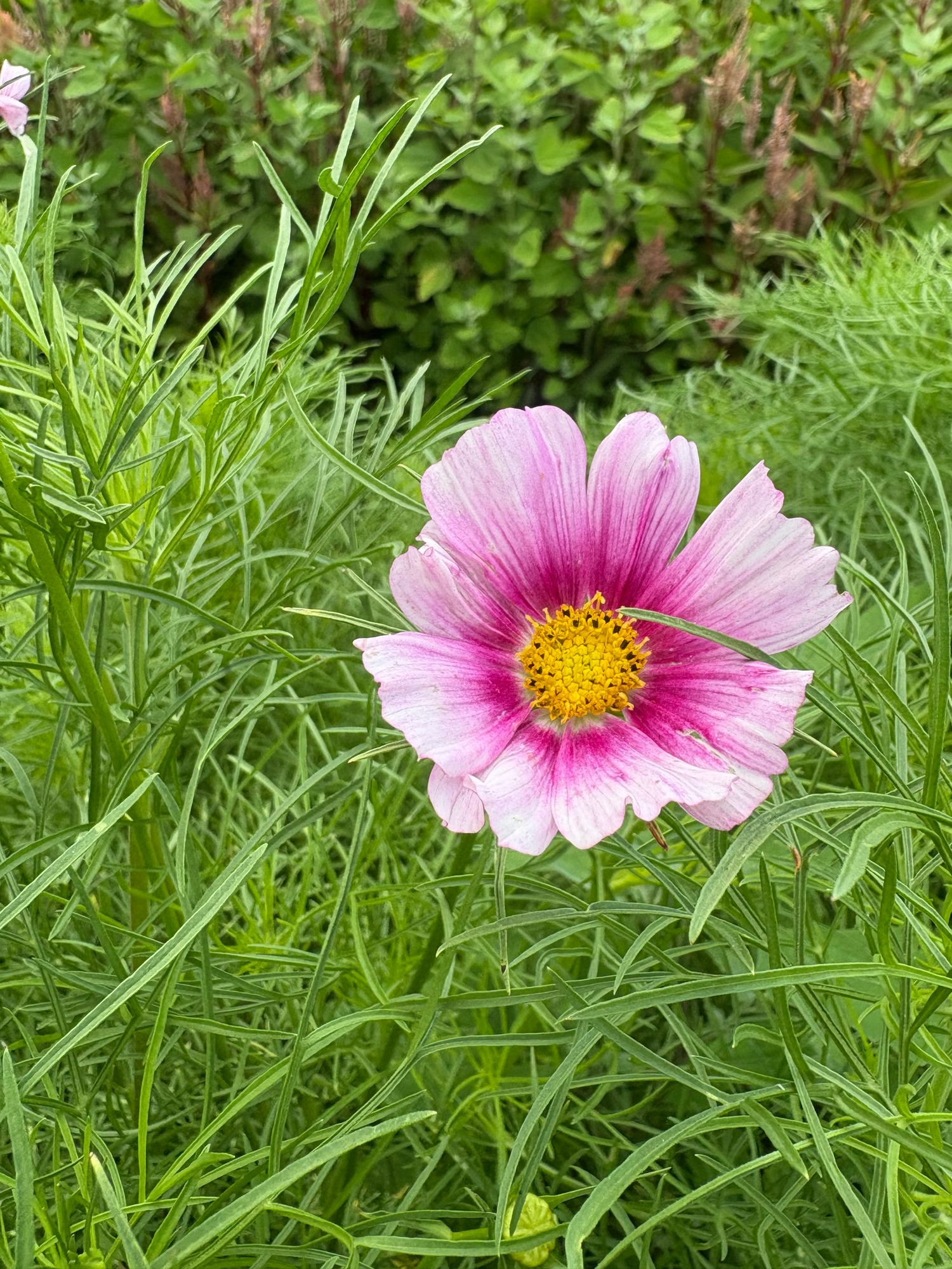 COSMOS bipinnatus