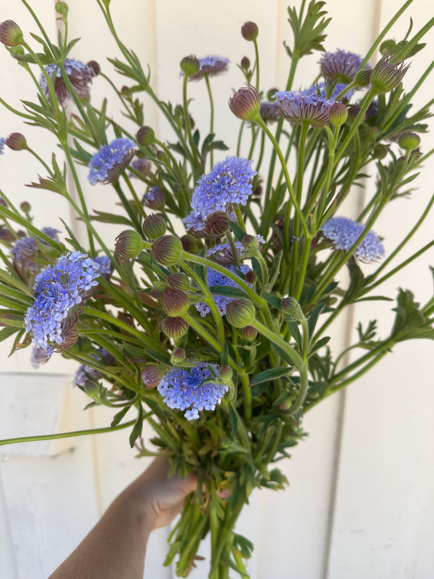 TRACHYMENE coerulea Lacy Blue