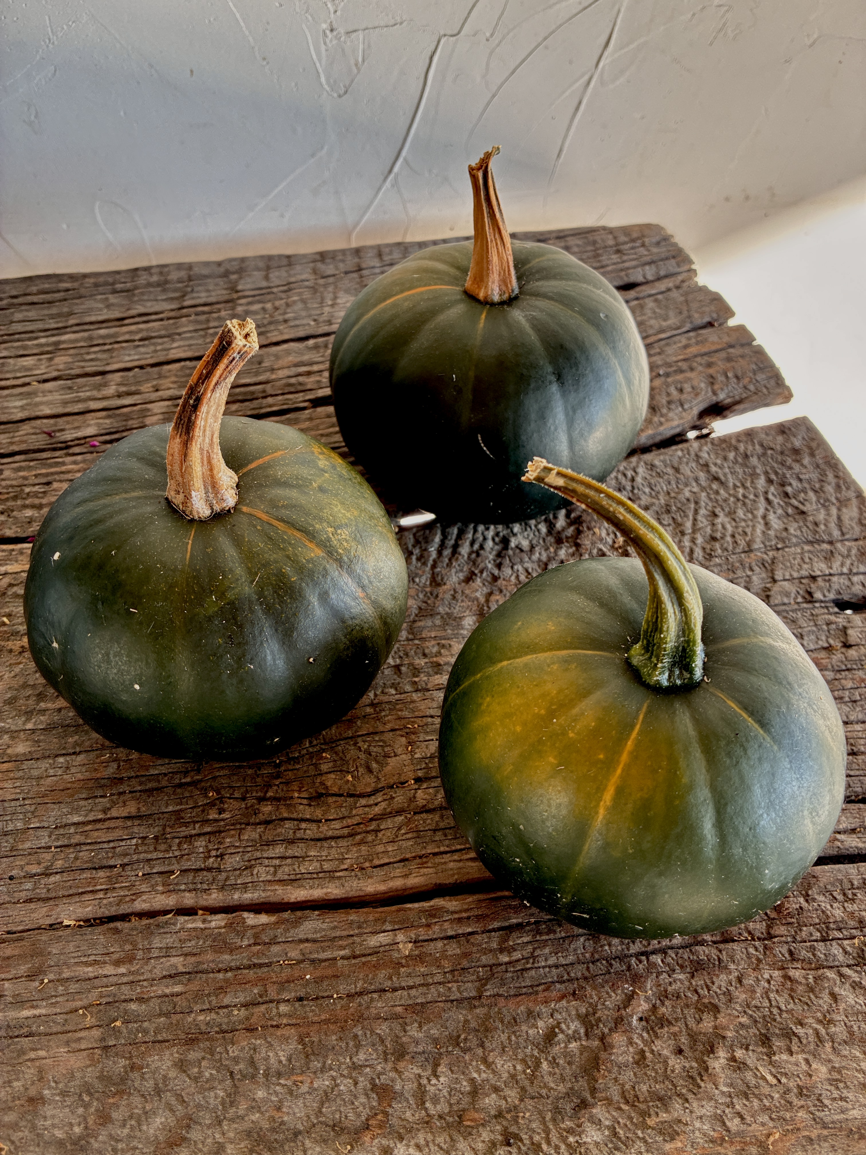 CUCURBITA