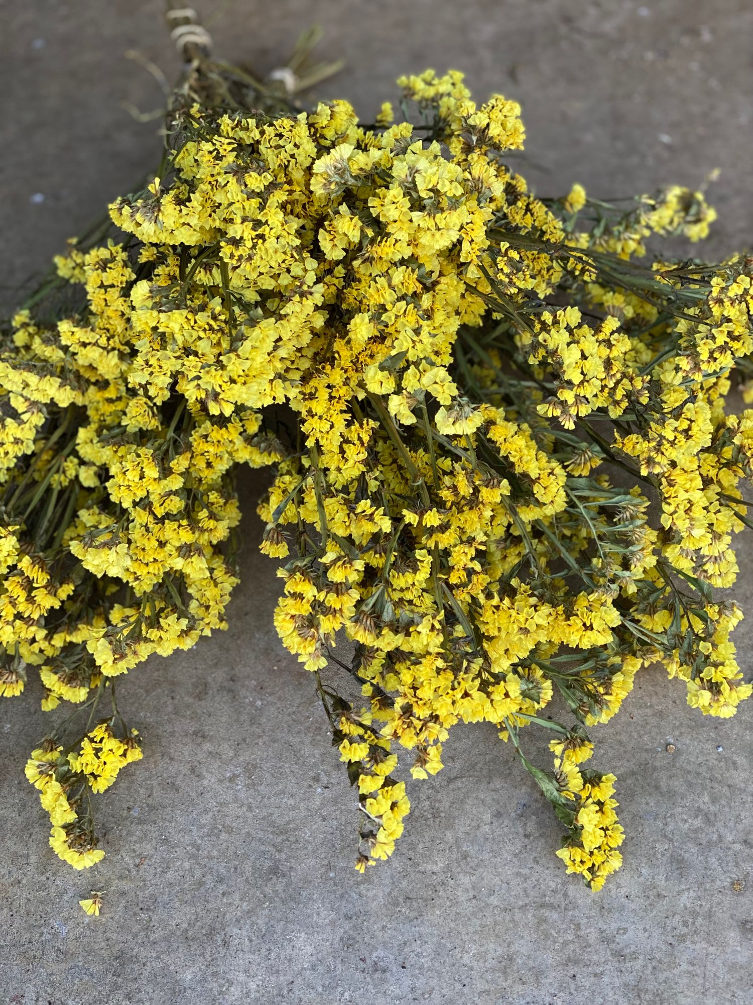 LIMONIUM sinuatum QIS