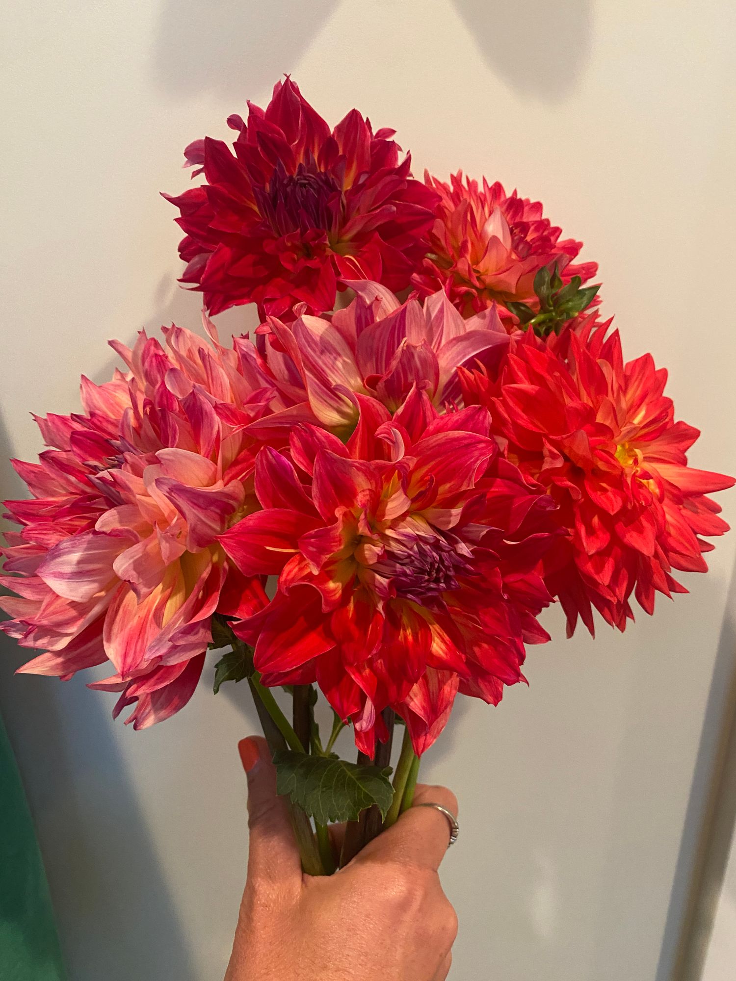 DAHLIA