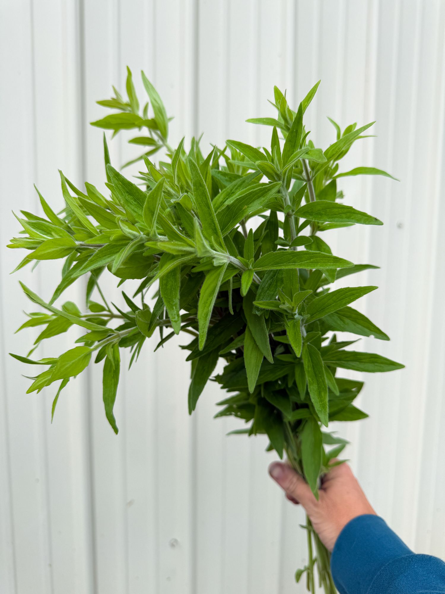 PYCNANTHEMUM pilosum