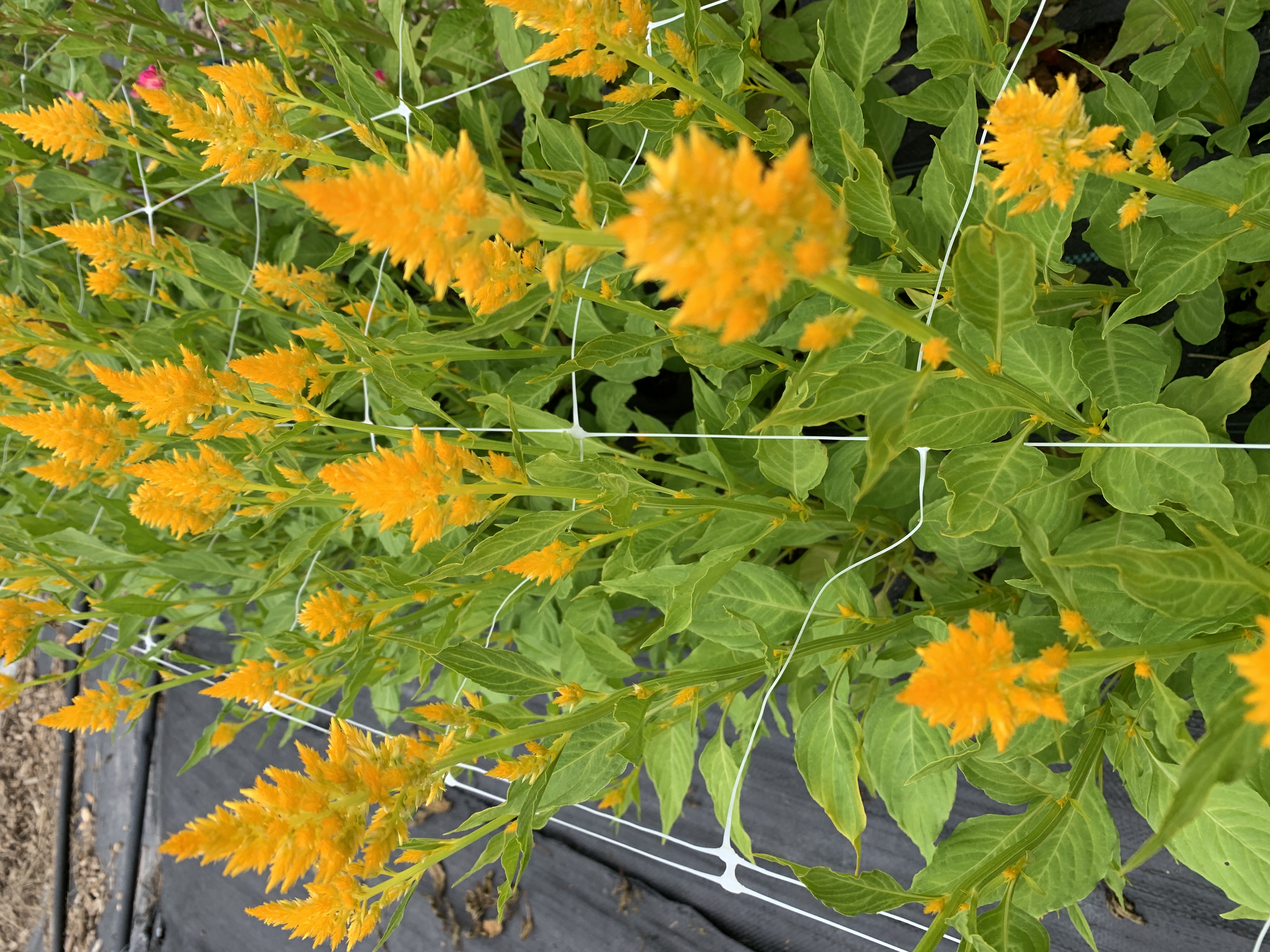 CELOSIA argentea var. plumosa Sunday Gold