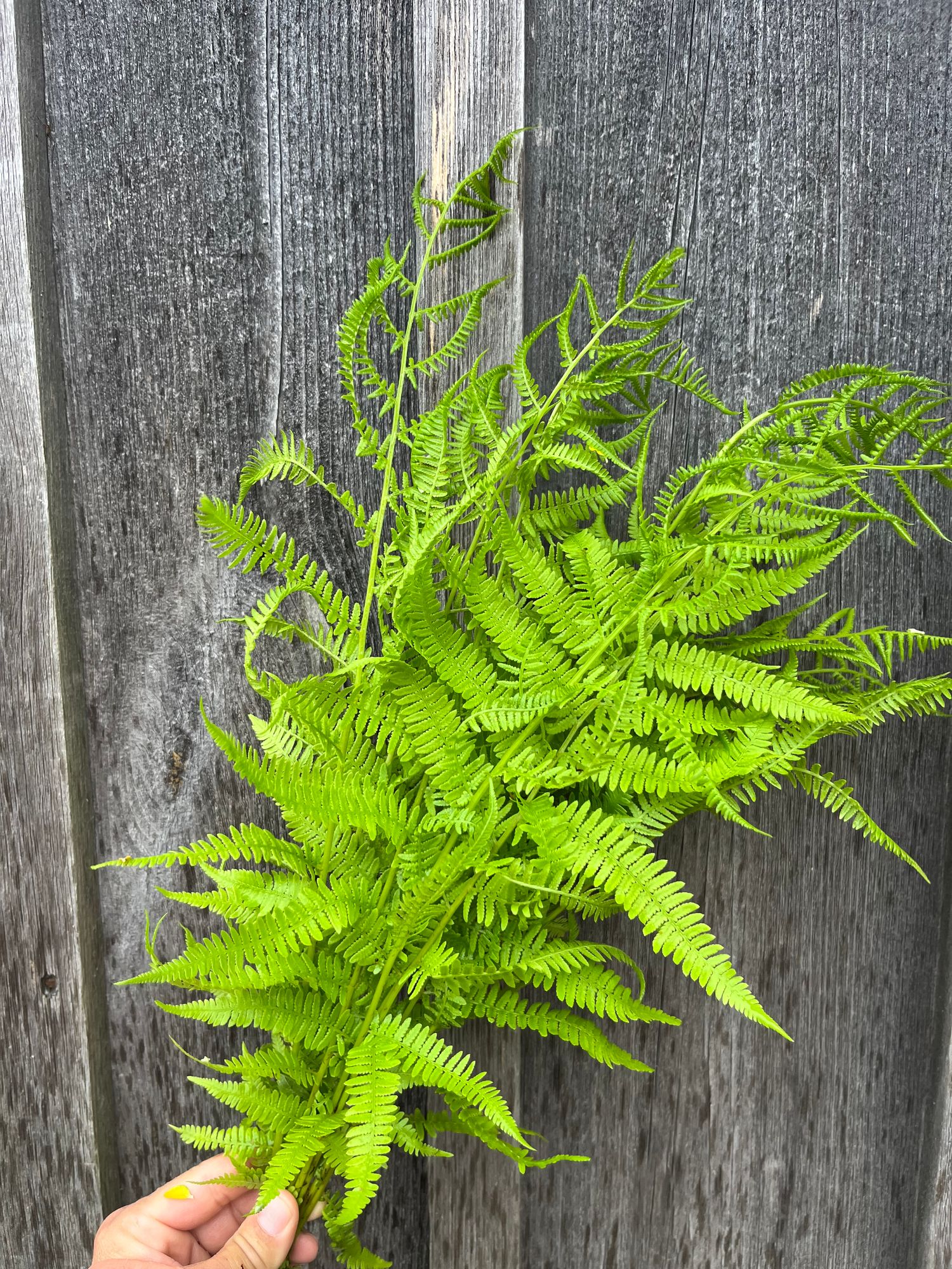 ATHYRIUM filix-femina
