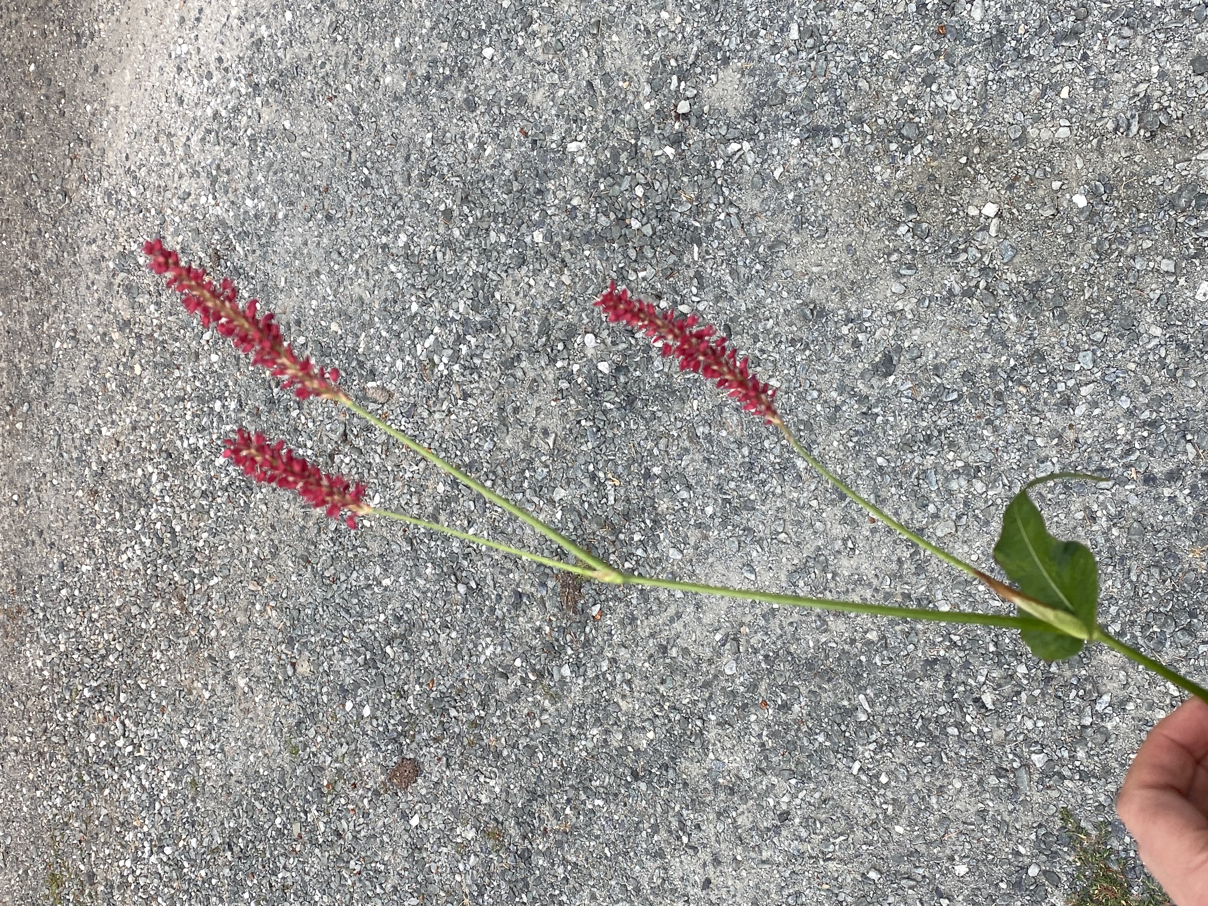 PERSICARIA amplexicaulis Firetail