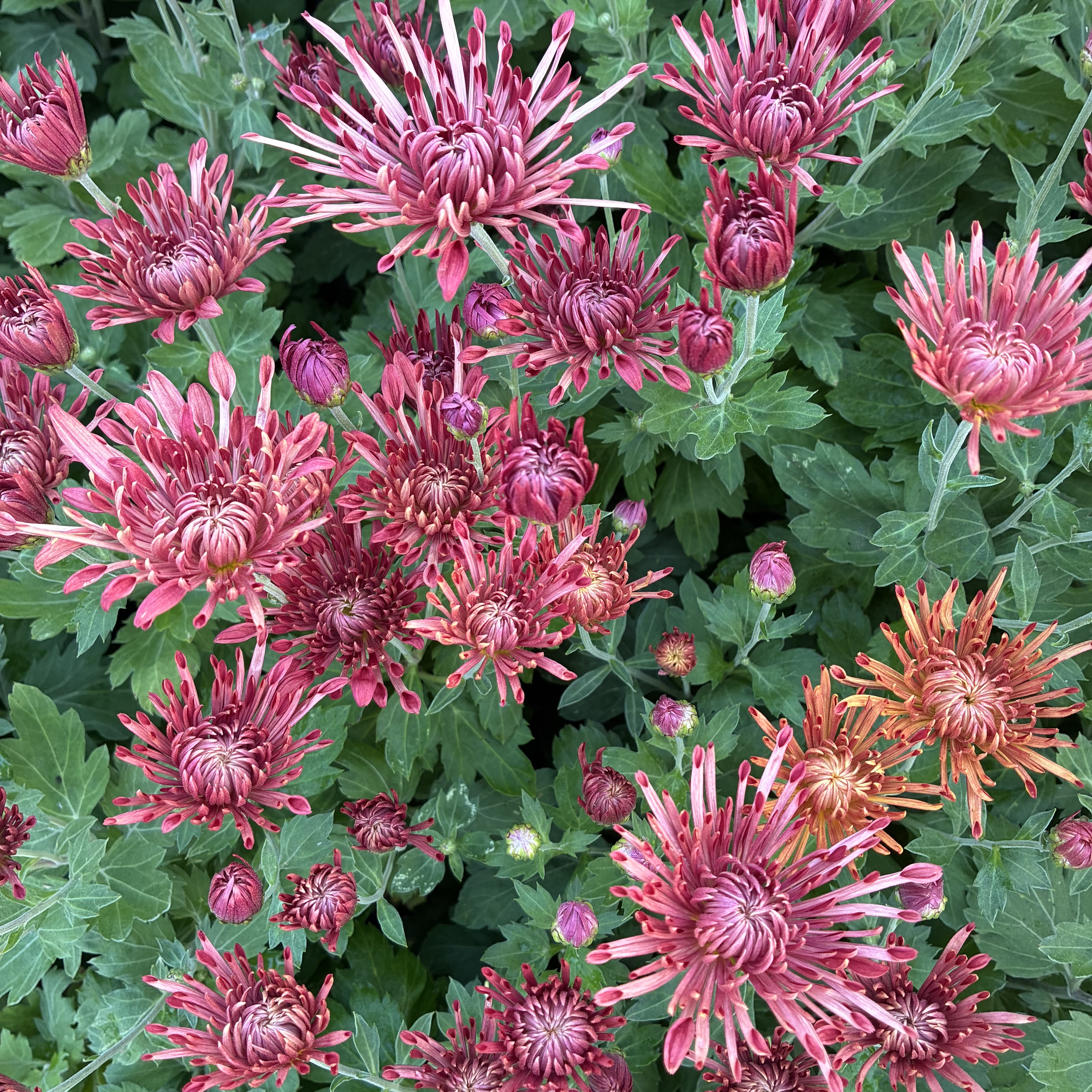 CHRYSANTHEMUM x Red Carousel