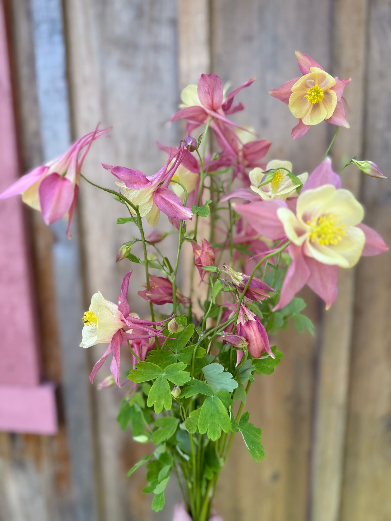 AQUILEGIA x Swan Pink and Yellow