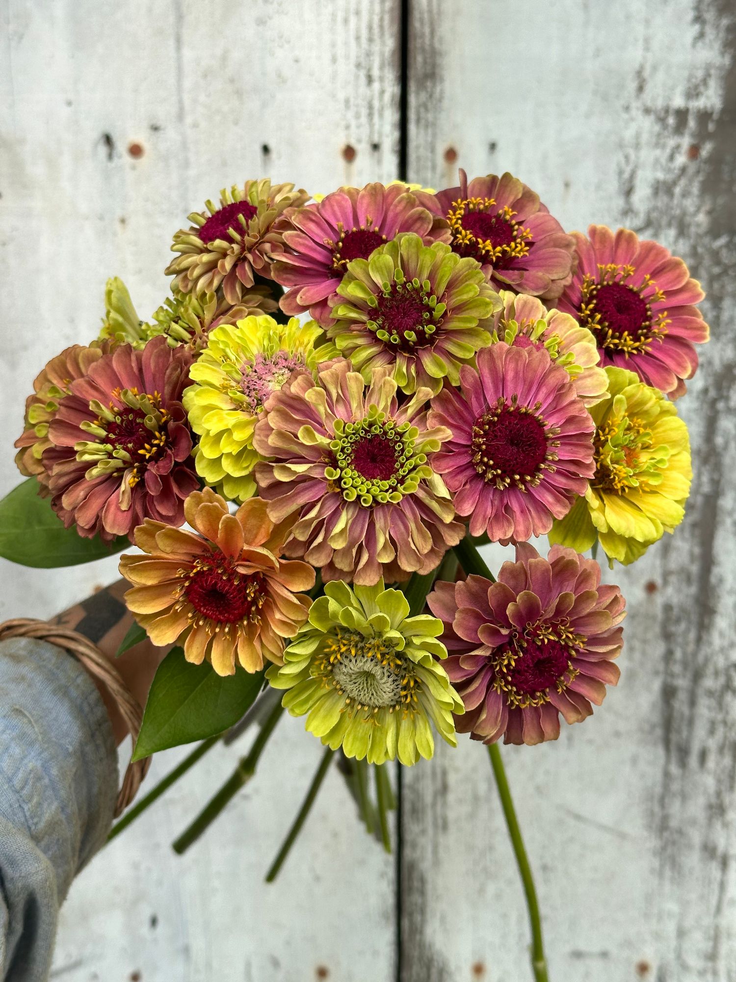 ZINNIA elegans Queeny Series