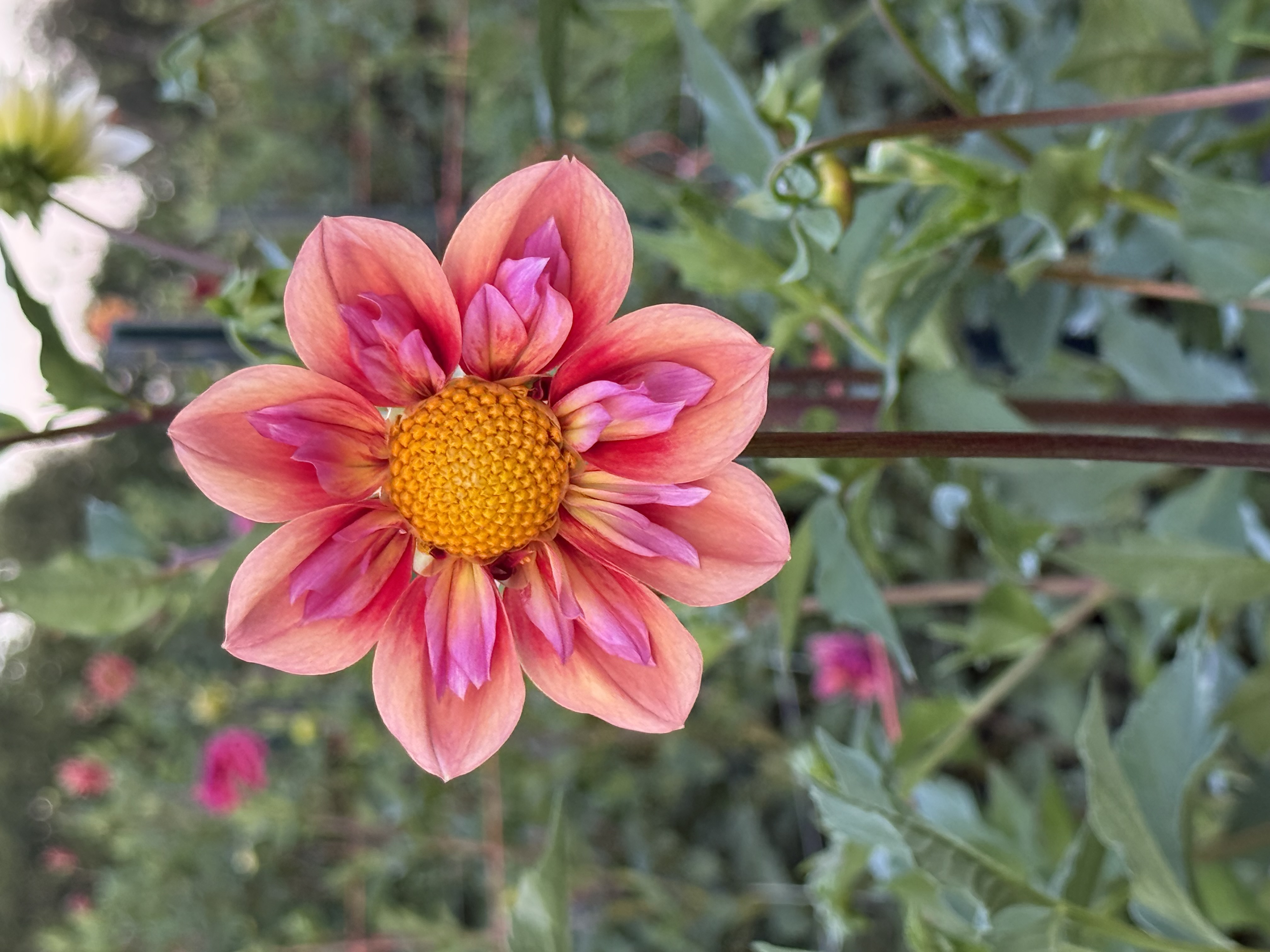 DAHLIA Collarette