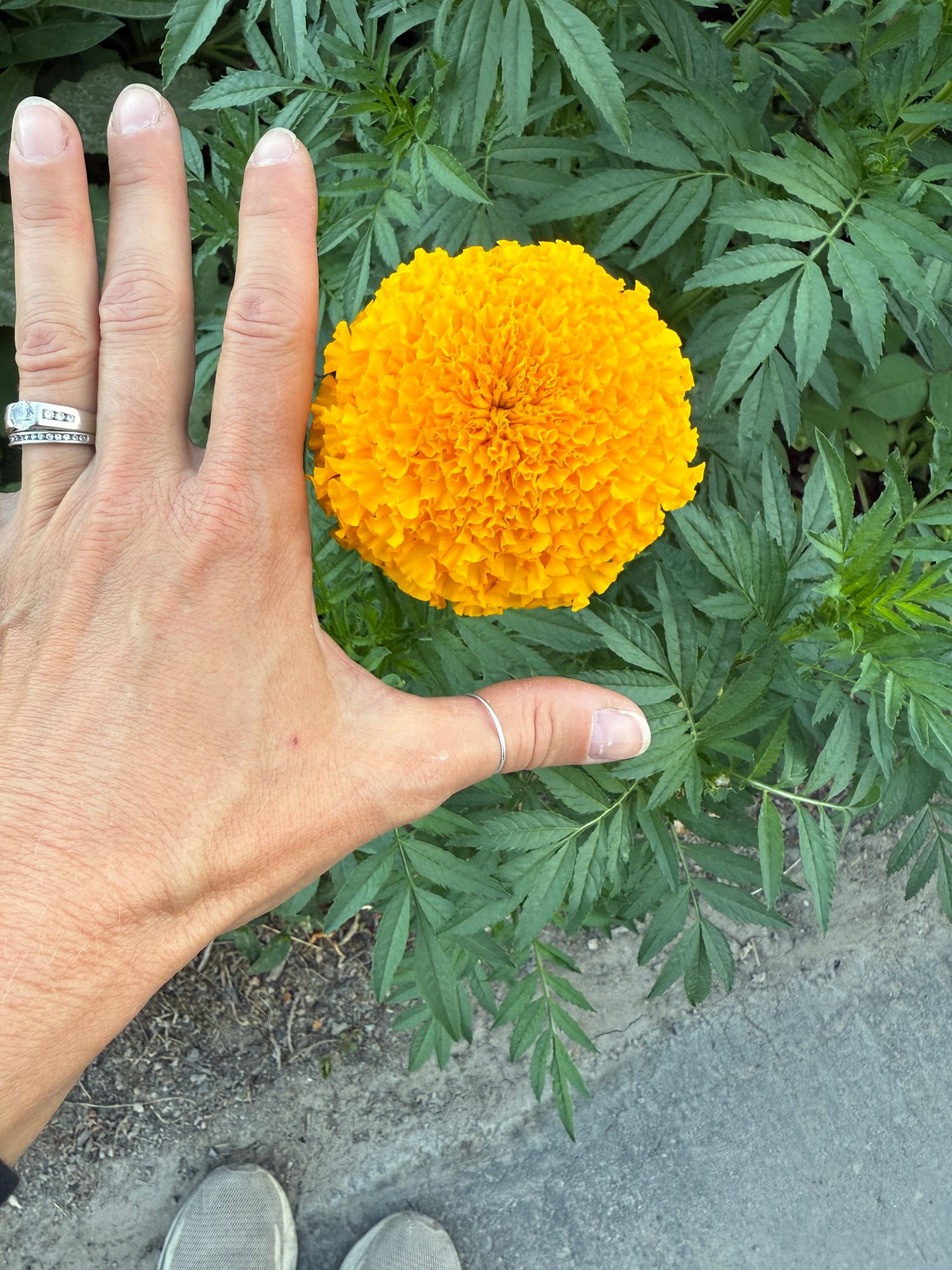 TAGETES erecta Garuda