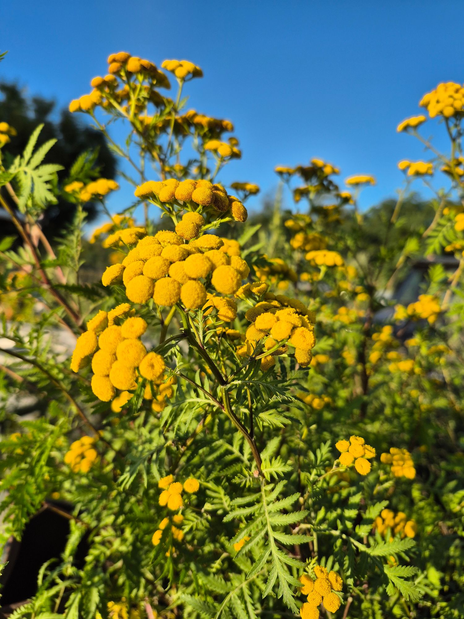 TANACETUM vulgare