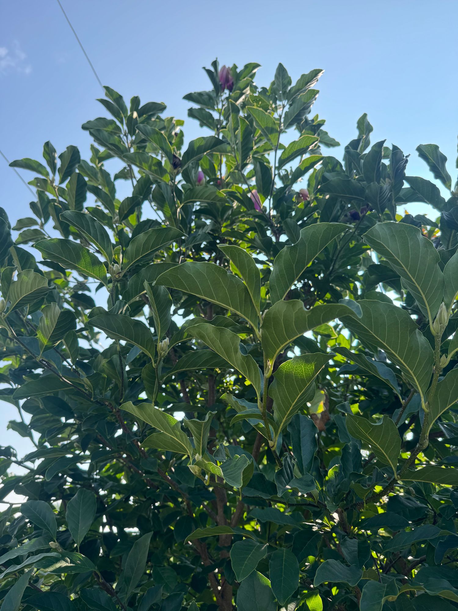 MAGNOLIA stellata