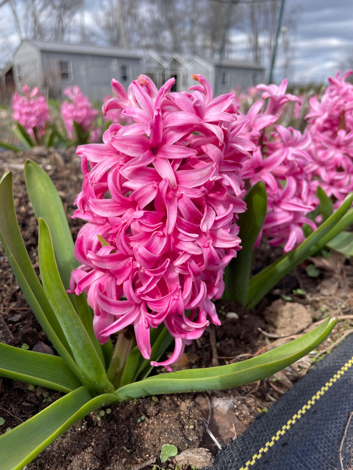 HYACINTHUS orientalis Pink Pearl
