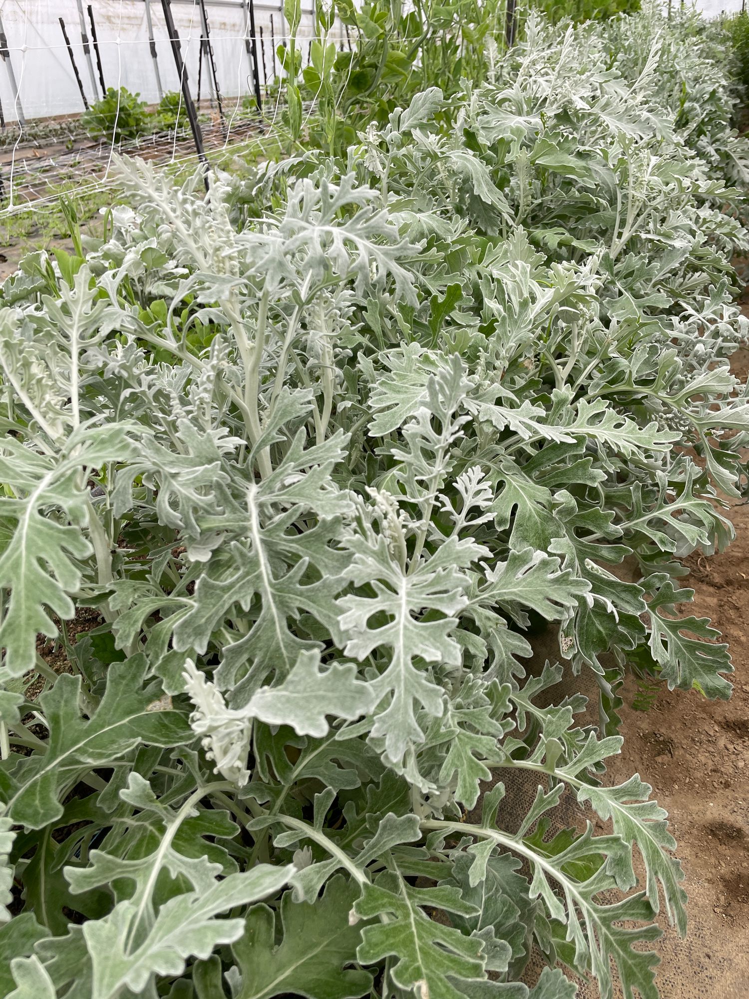 SENECIO cineraria