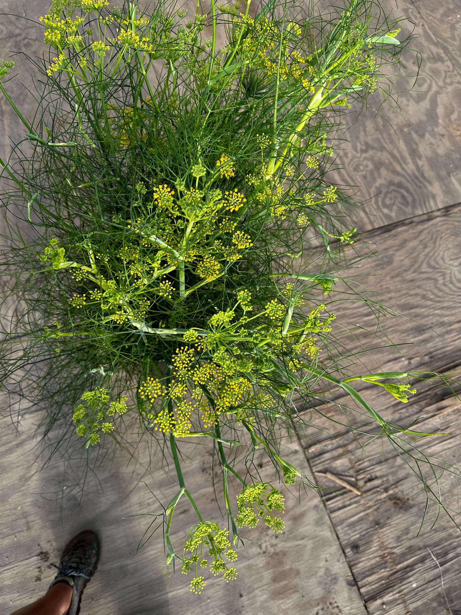 FOENICULUM vulgare