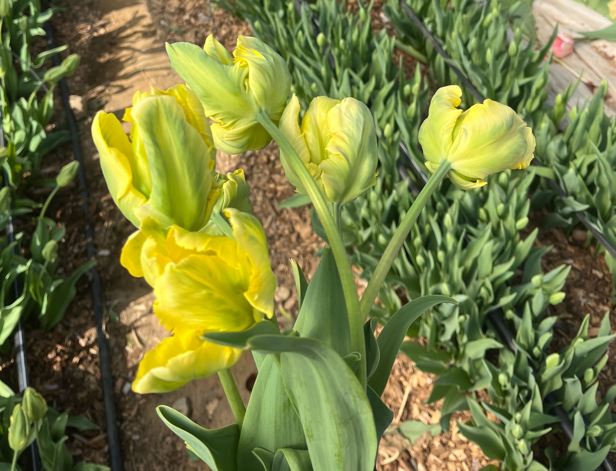TULIPA Yellow Madonna