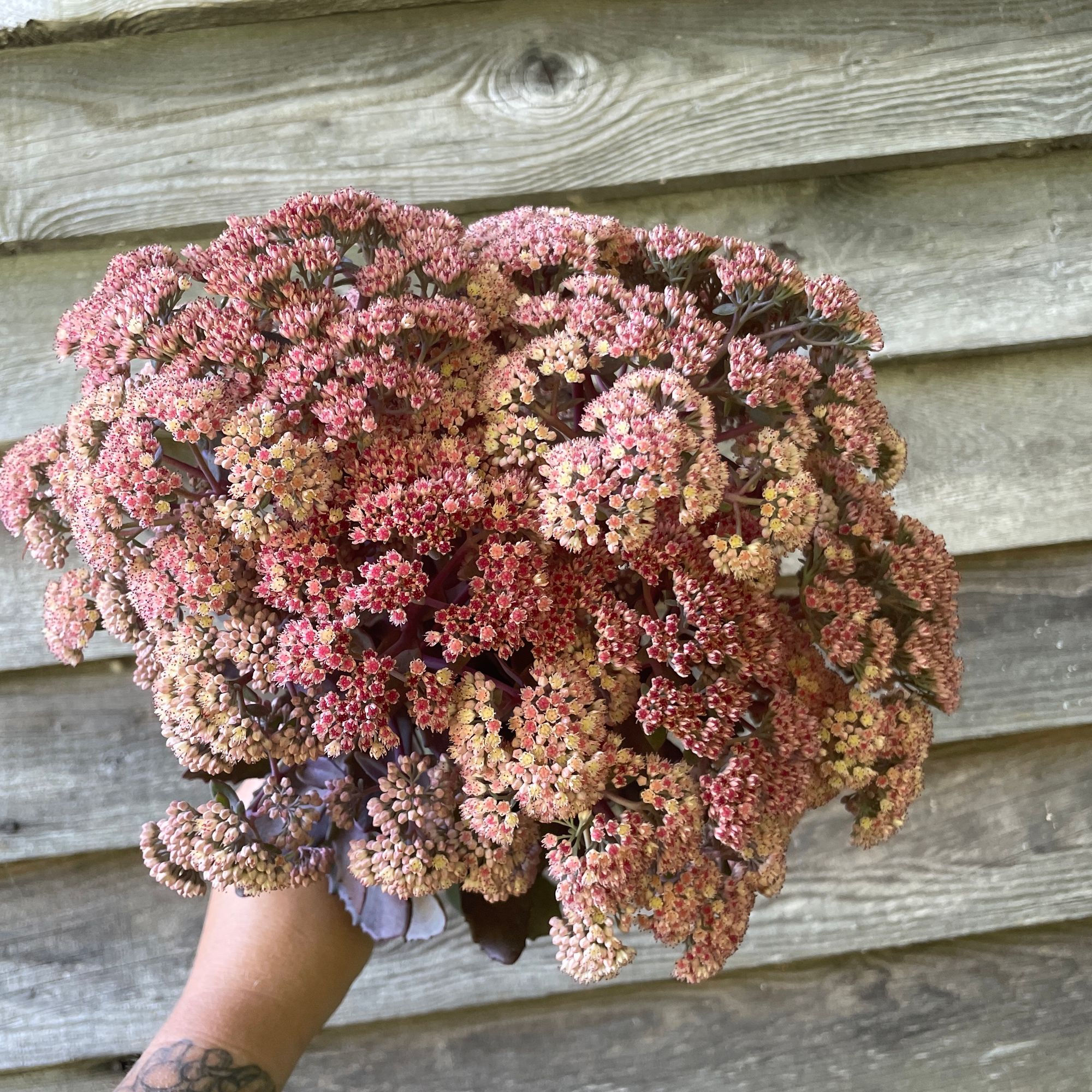 SEDUM