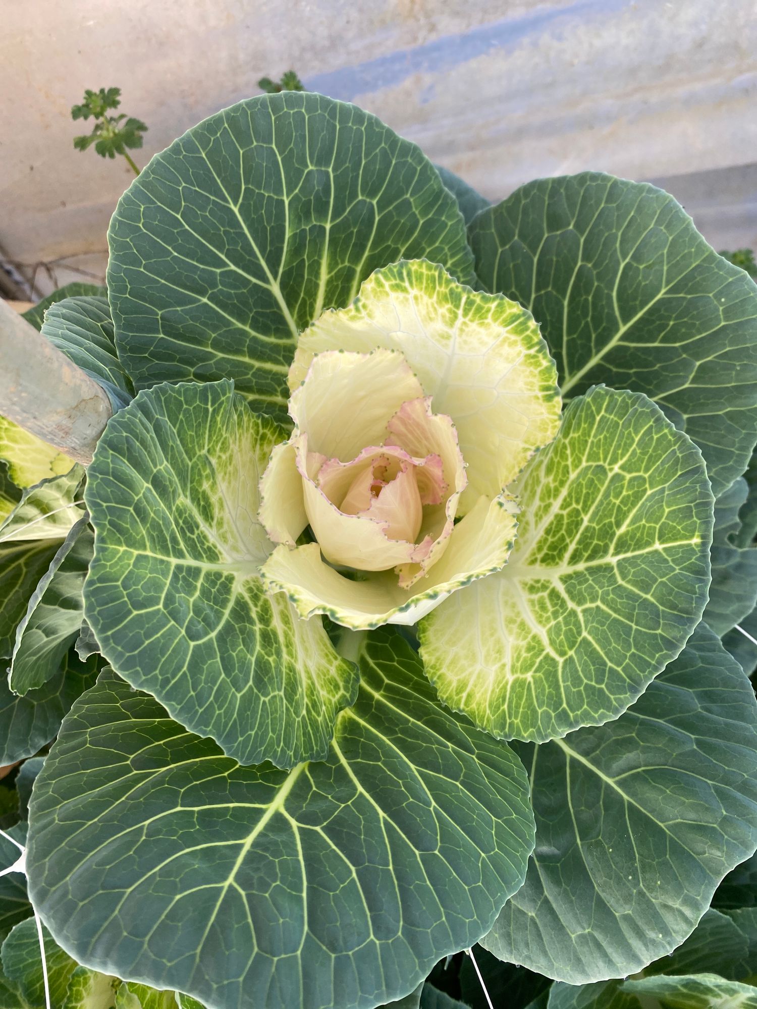 BRASSICA