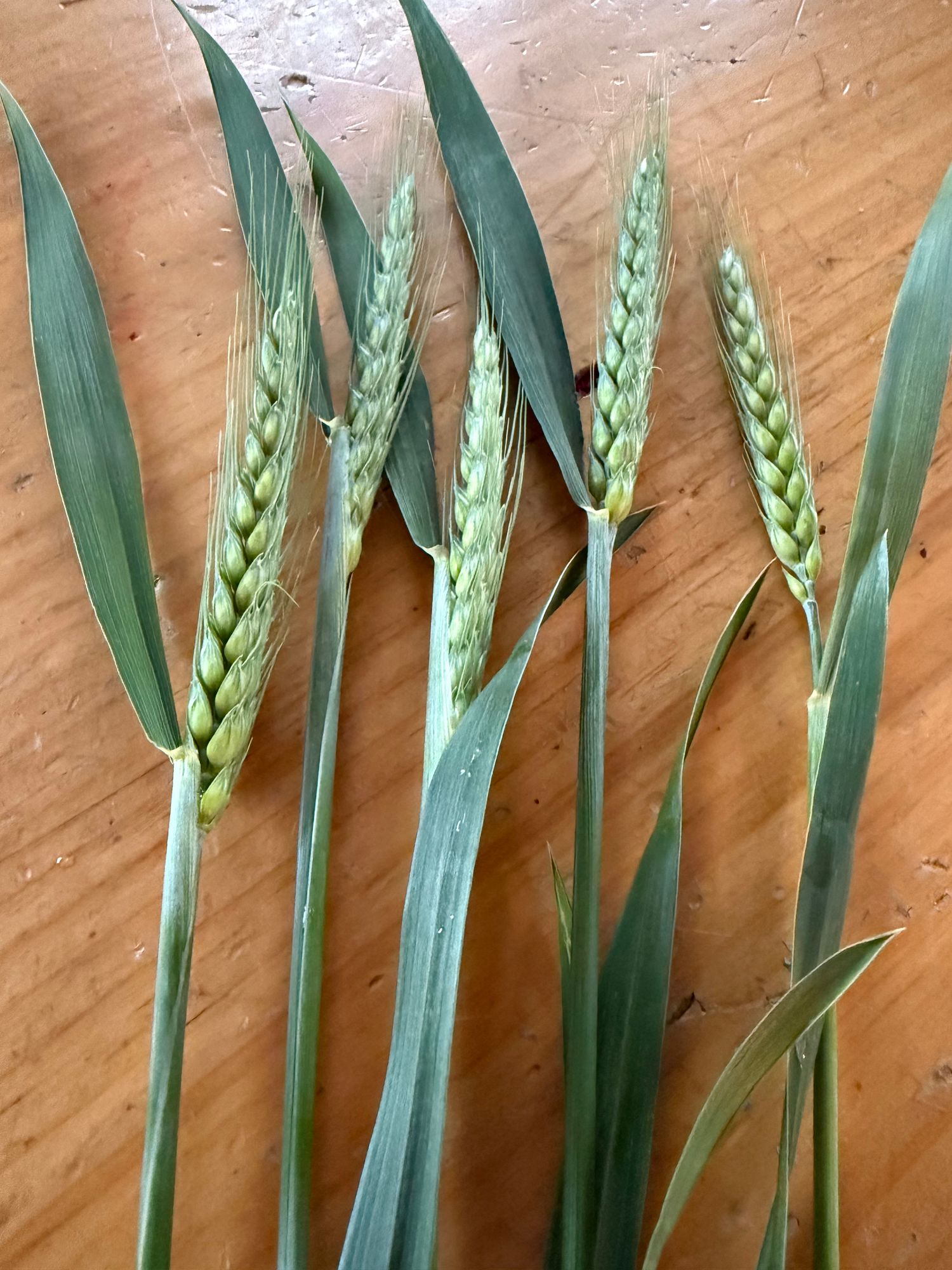 TRITICUM durum
