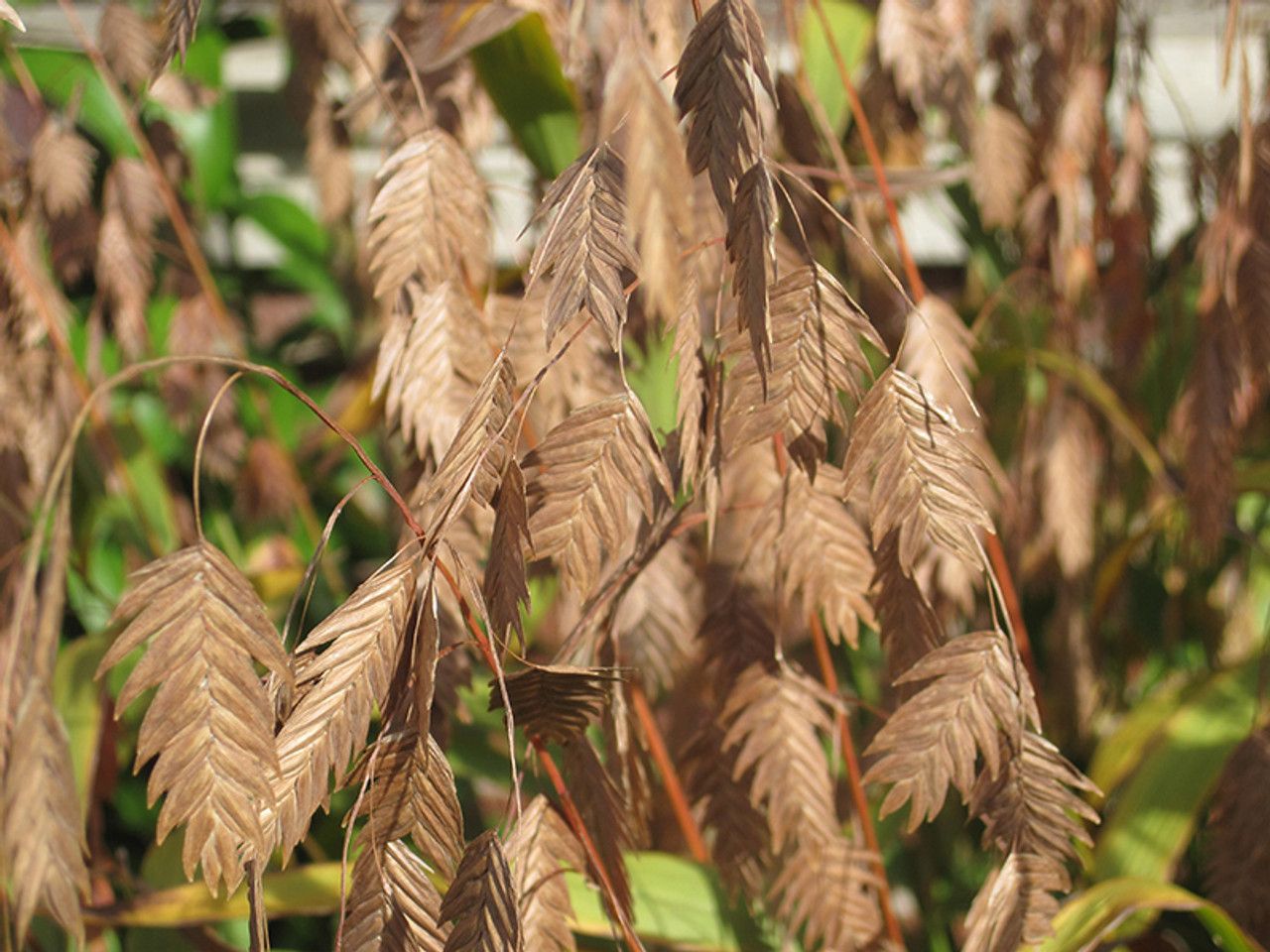 CHASMANTHIUM latifolium