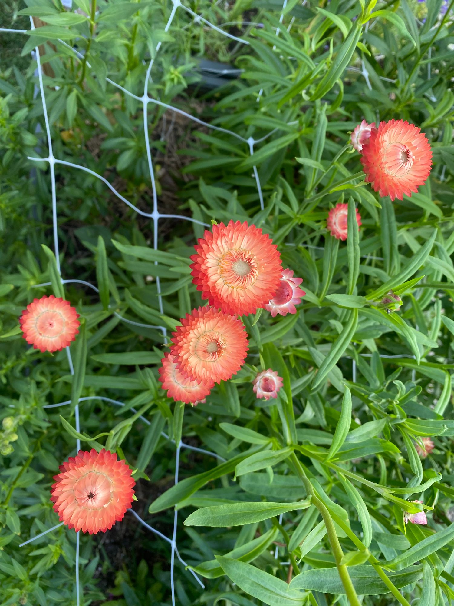XEROCHRYSUM bracteatum Apricot Peach