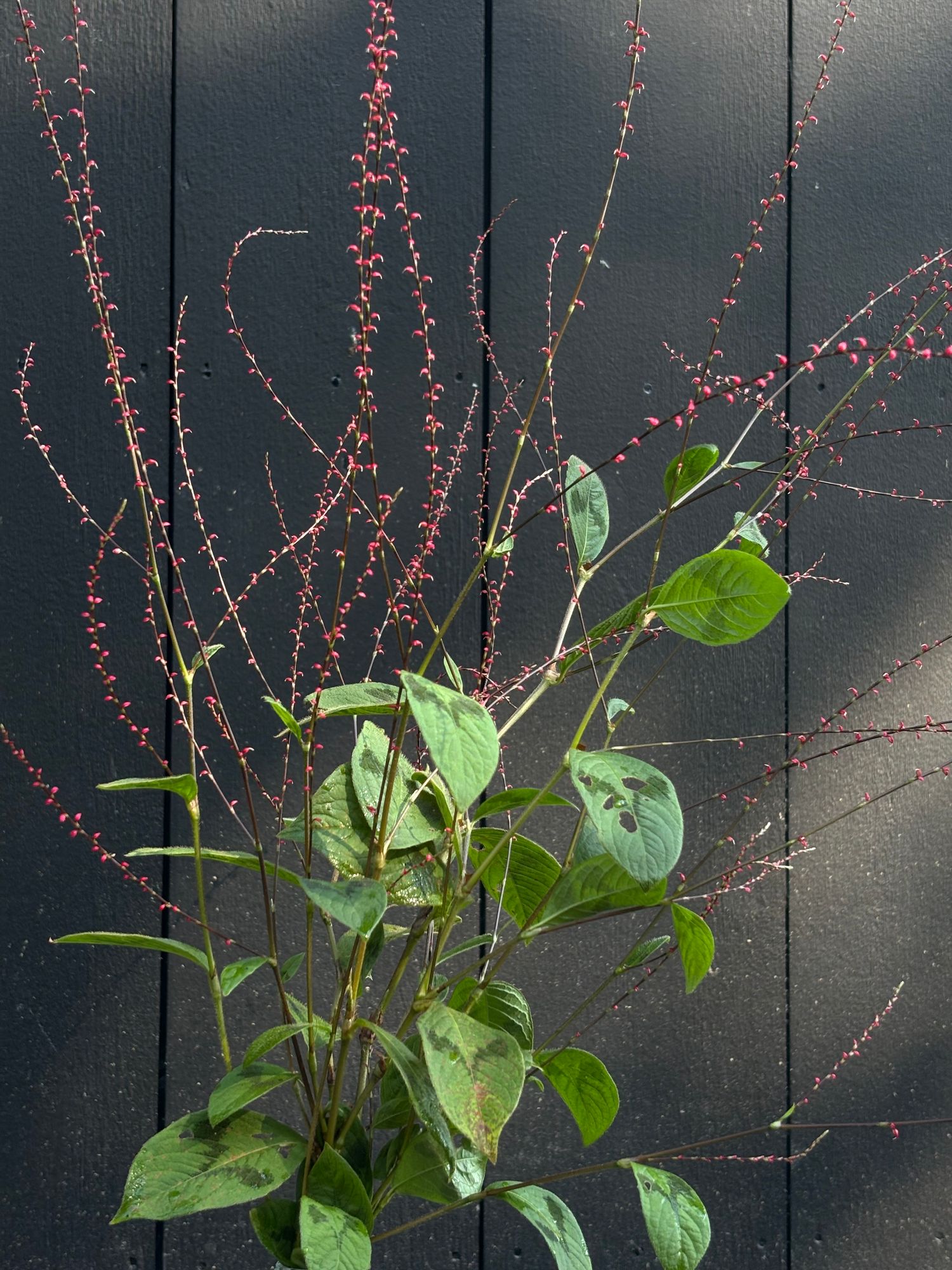 PERSICARIA virginiana
