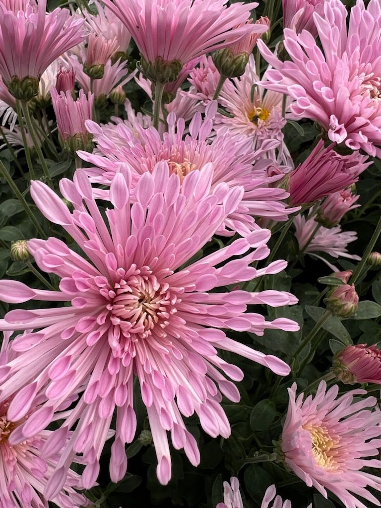 CHRYSANTHEMUM x Centerpiece