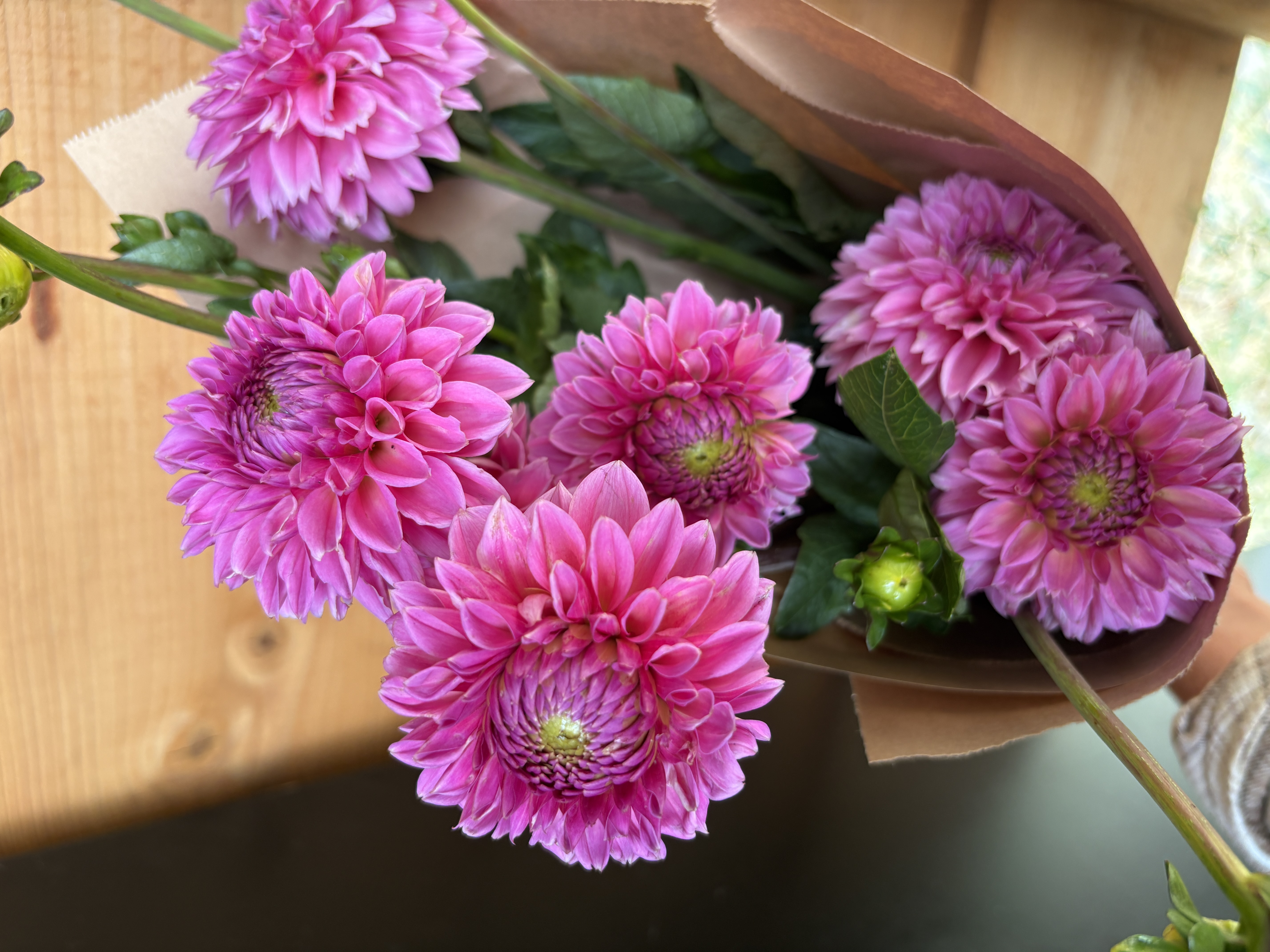 DAHLIA