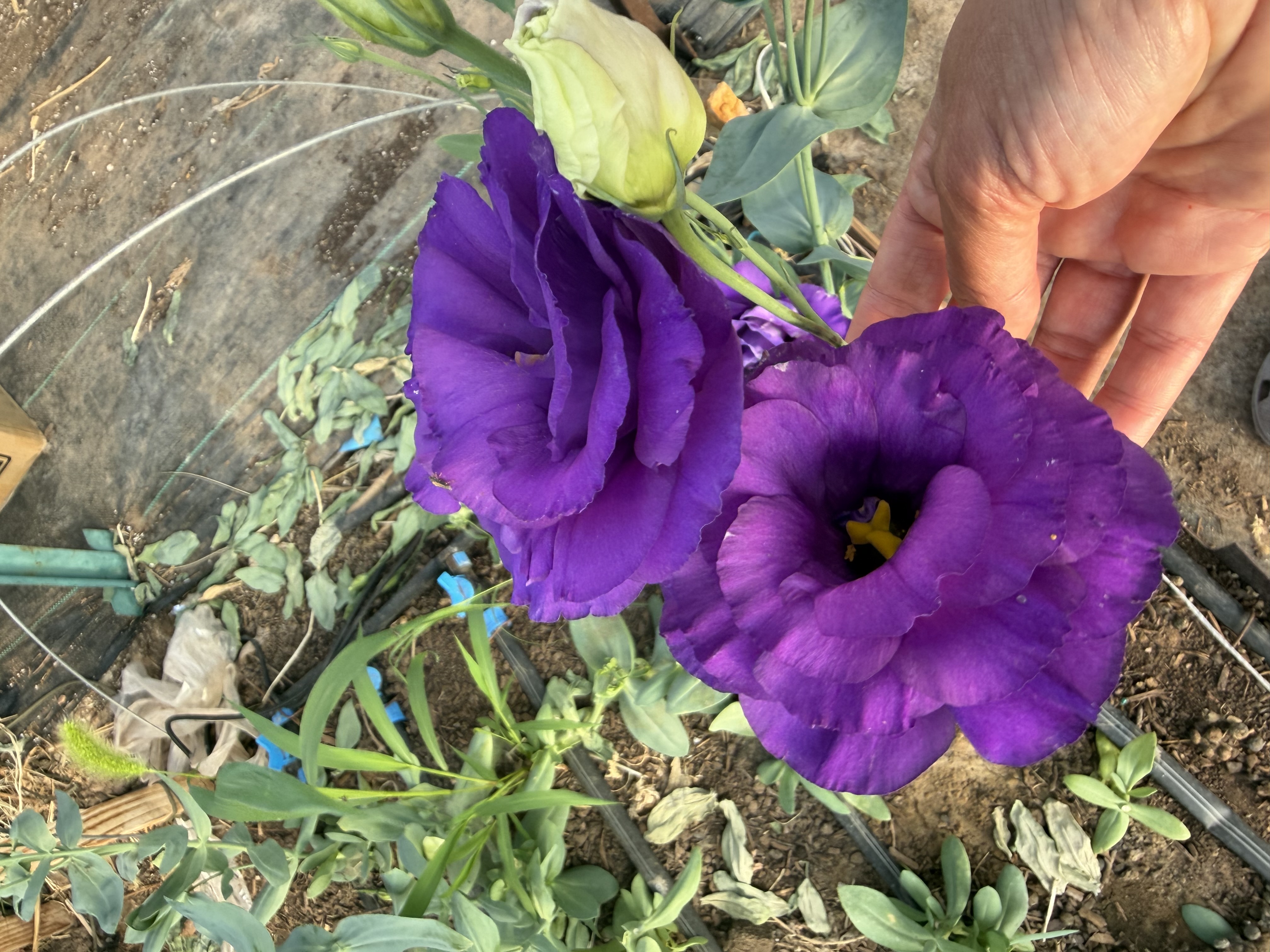 EUSTOMA grandiflorum Celeb