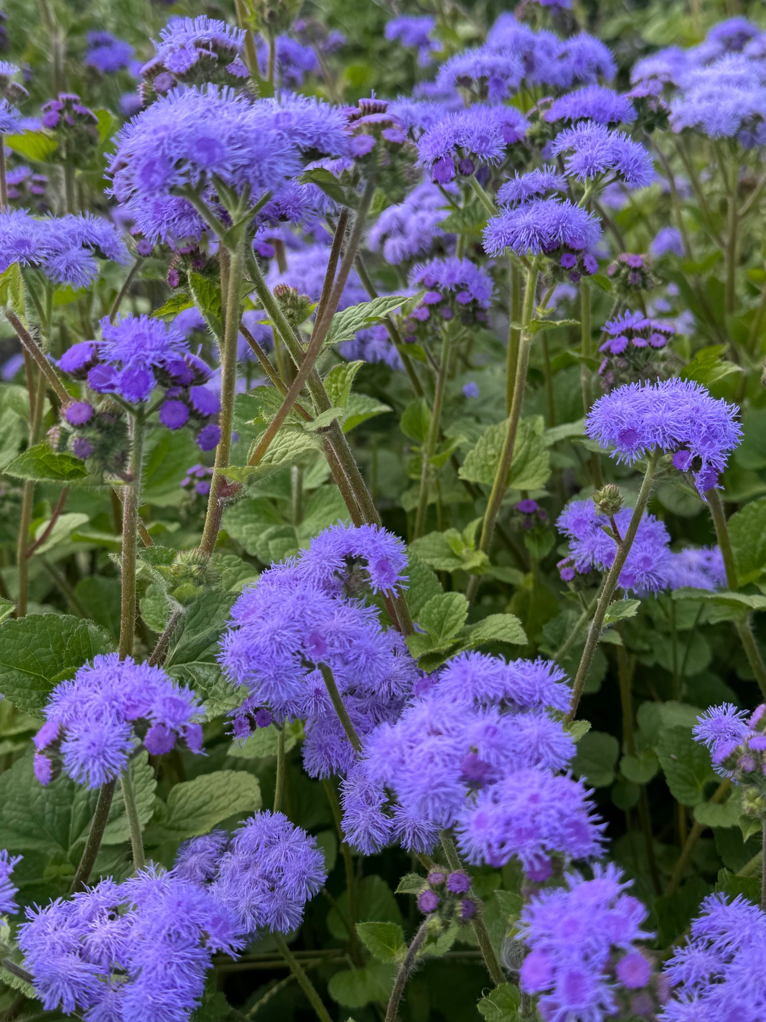 AGERATUM houstonianum Tall Blue Planet